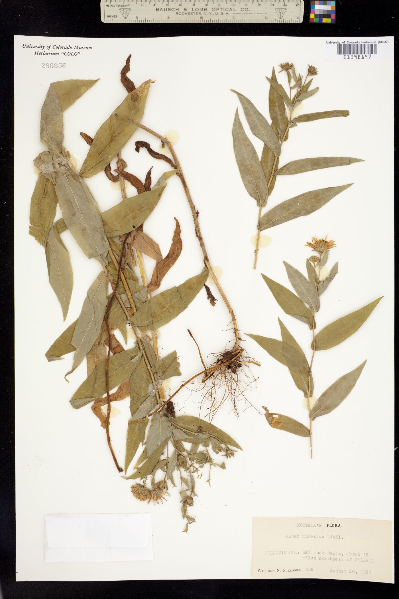 Canadanthus modestus image