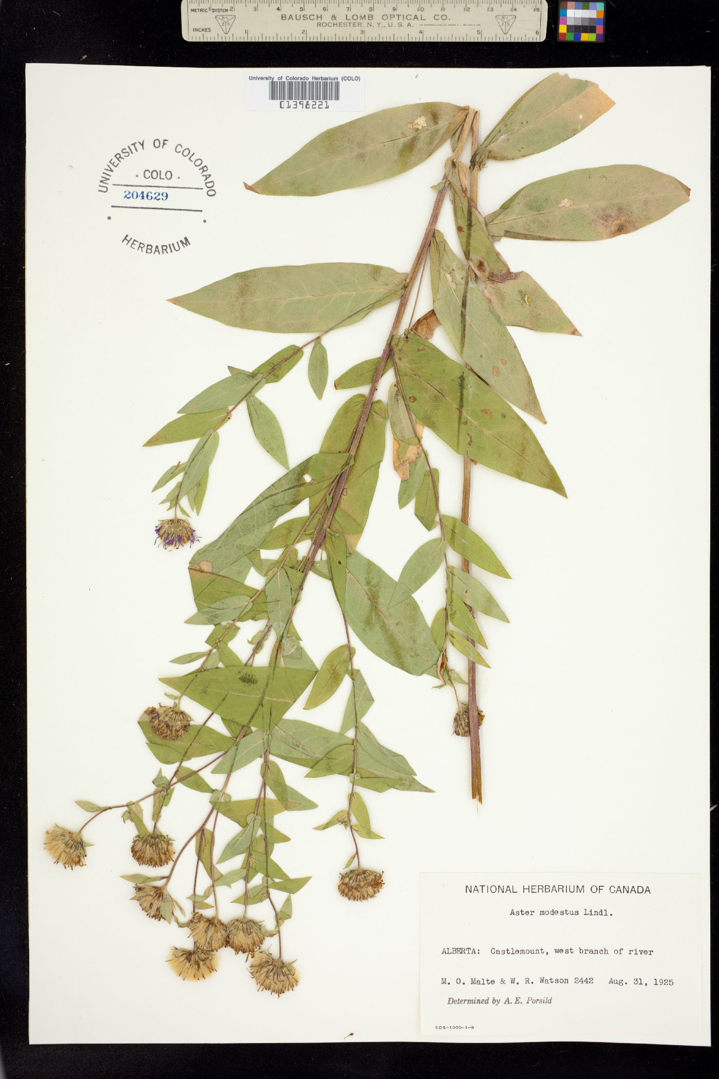 Canadanthus modestus image