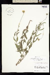 Image of Wedelia acapulcensis