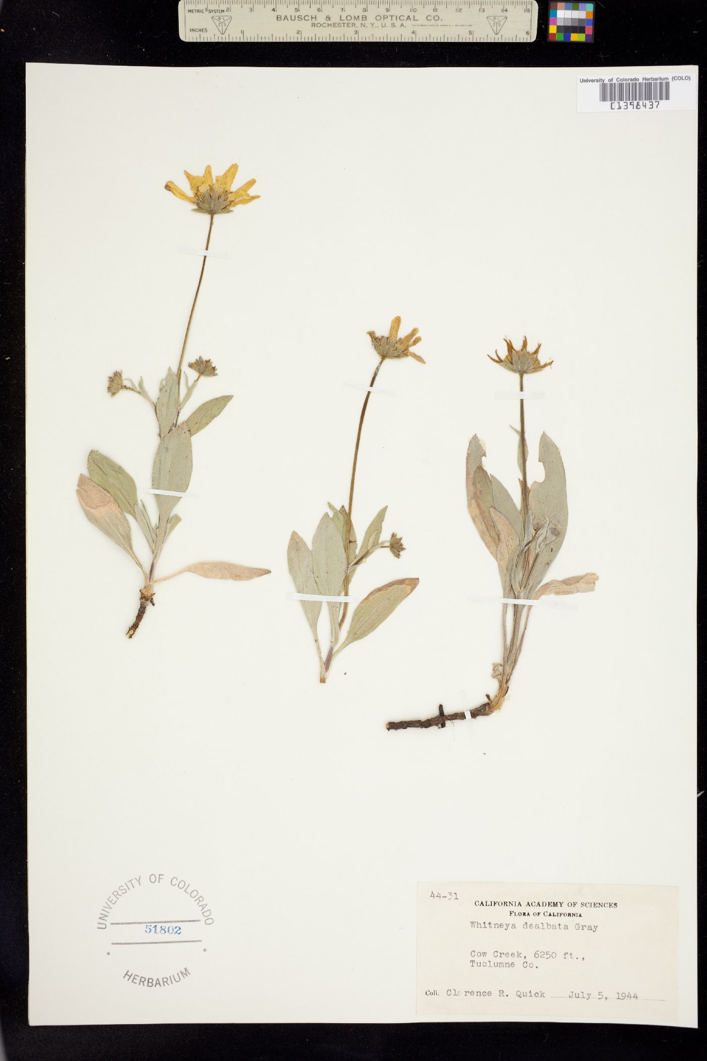 Arnica dealbata image