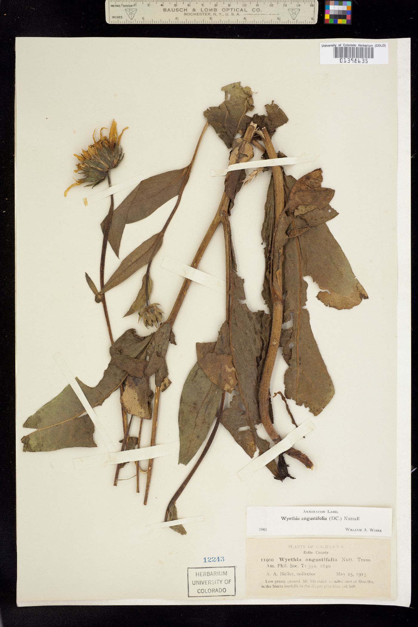 Wyethia angustifolia image