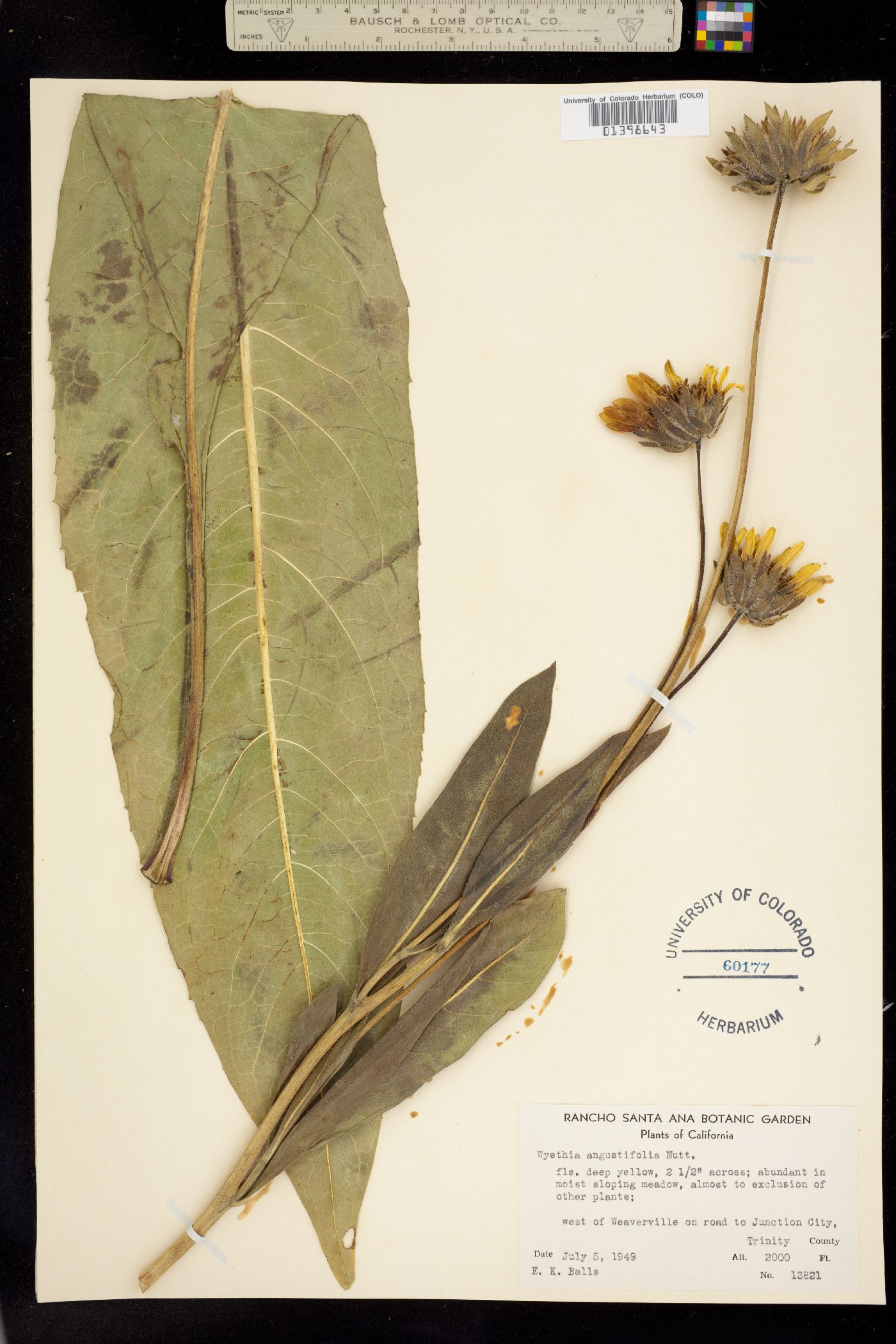 Wyethia angustifolia image