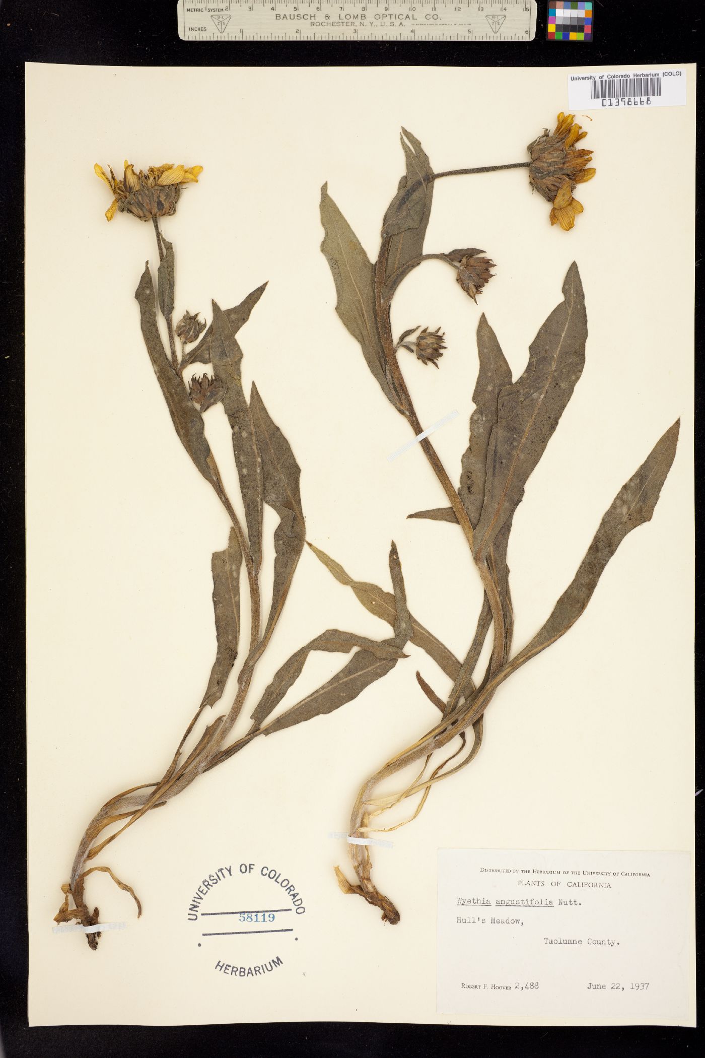 Wyethia angustifolia image