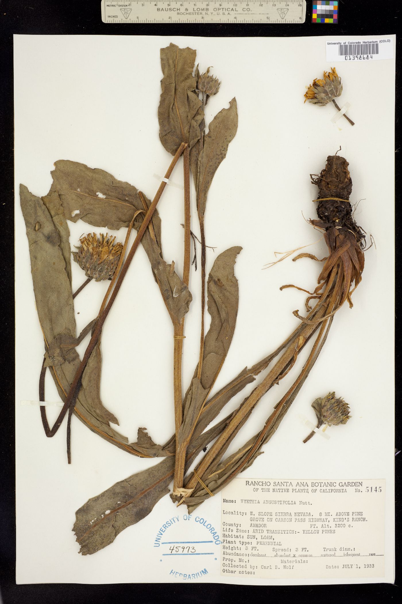 Wyethia angustifolia image