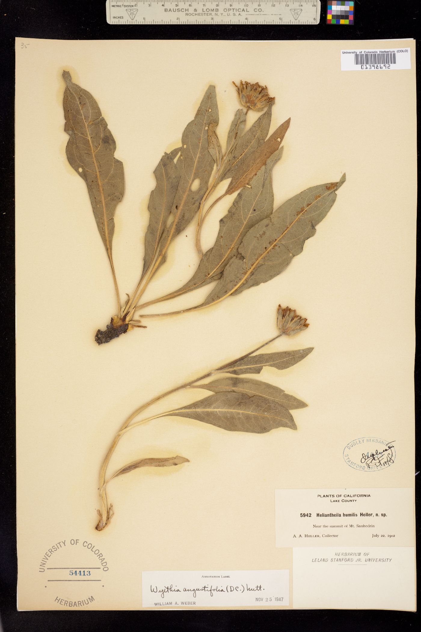 Wyethia angustifolia image