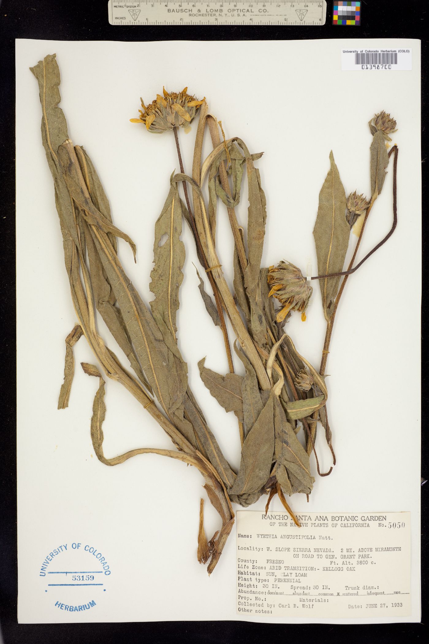 Wyethia angustifolia image