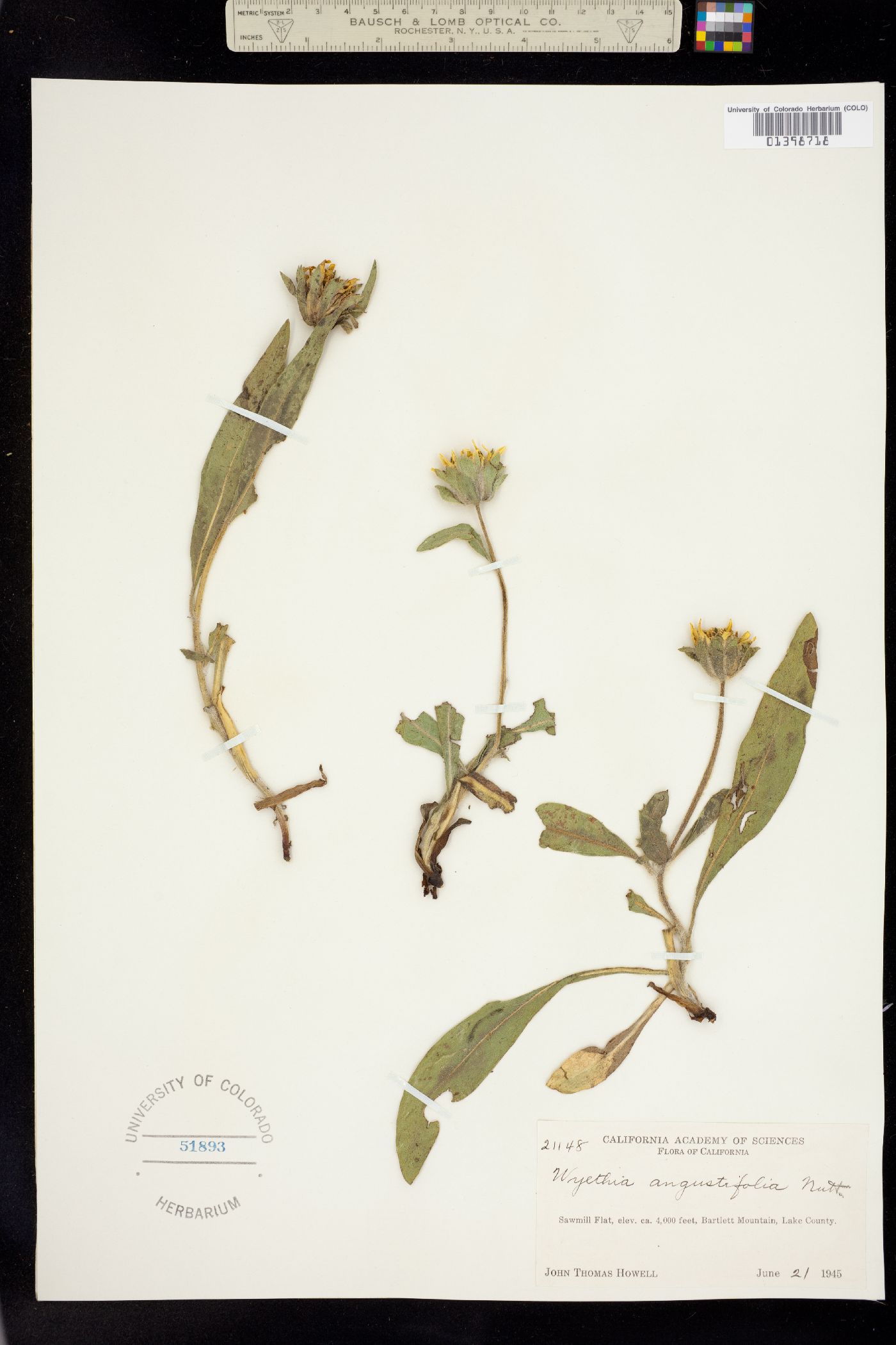 Wyethia angustifolia image