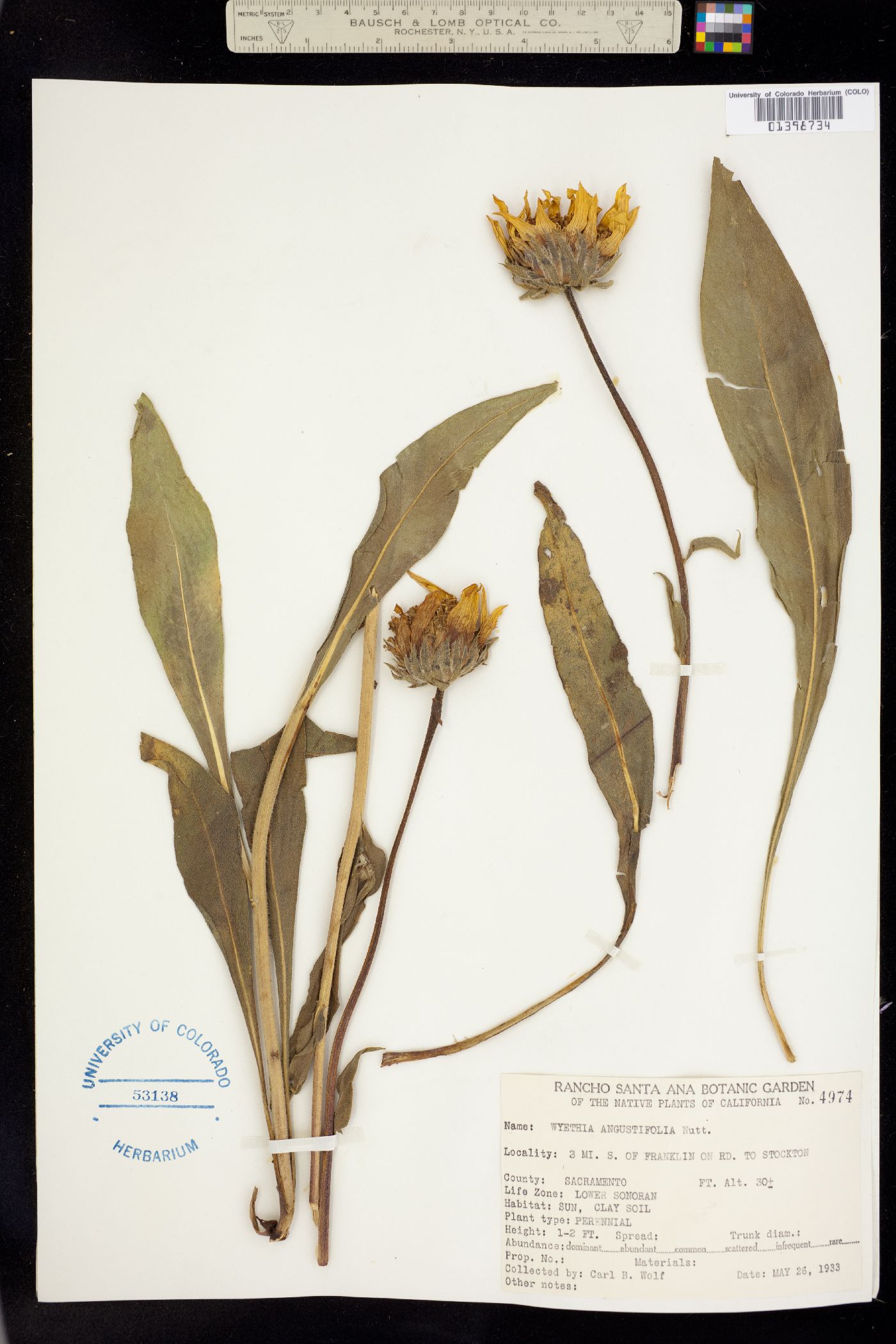 Wyethia angustifolia image