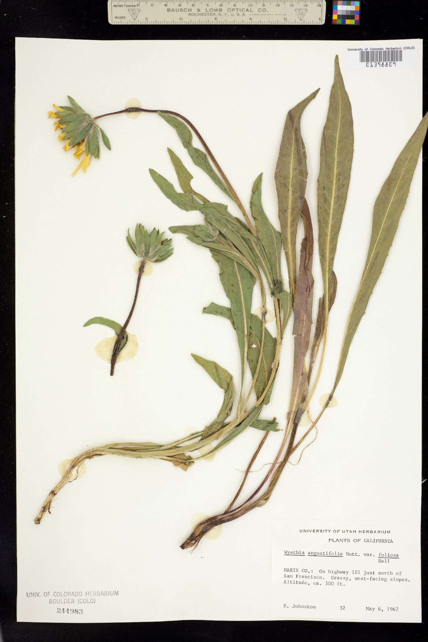Wyethia angustifolia image