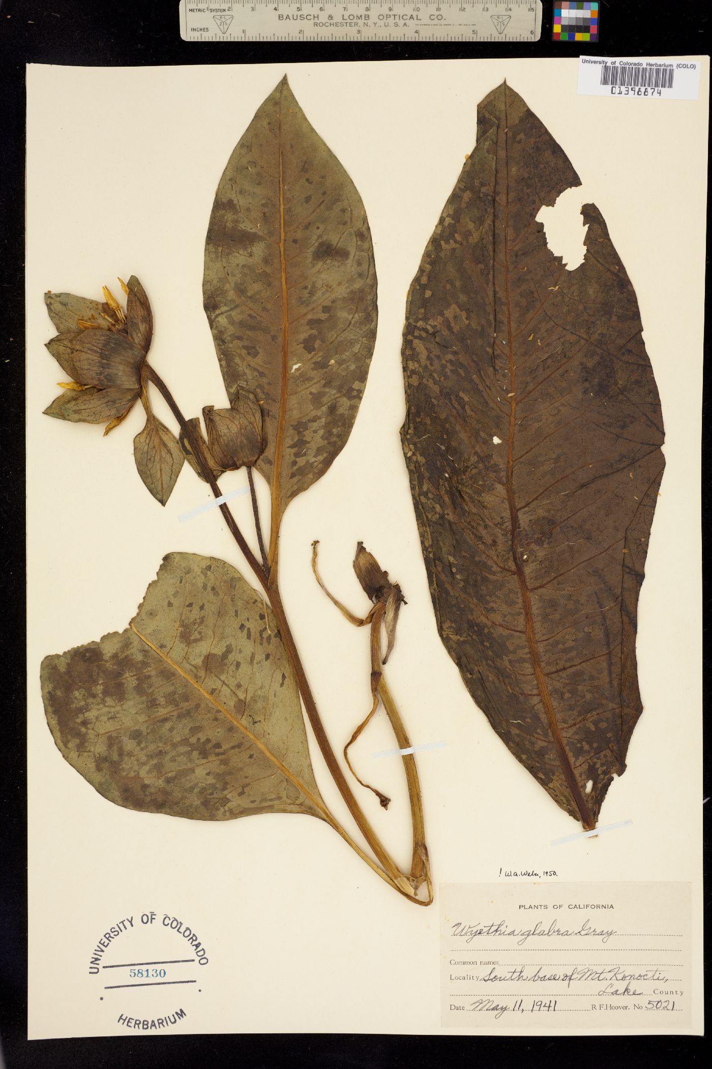 Wyethia glabra image