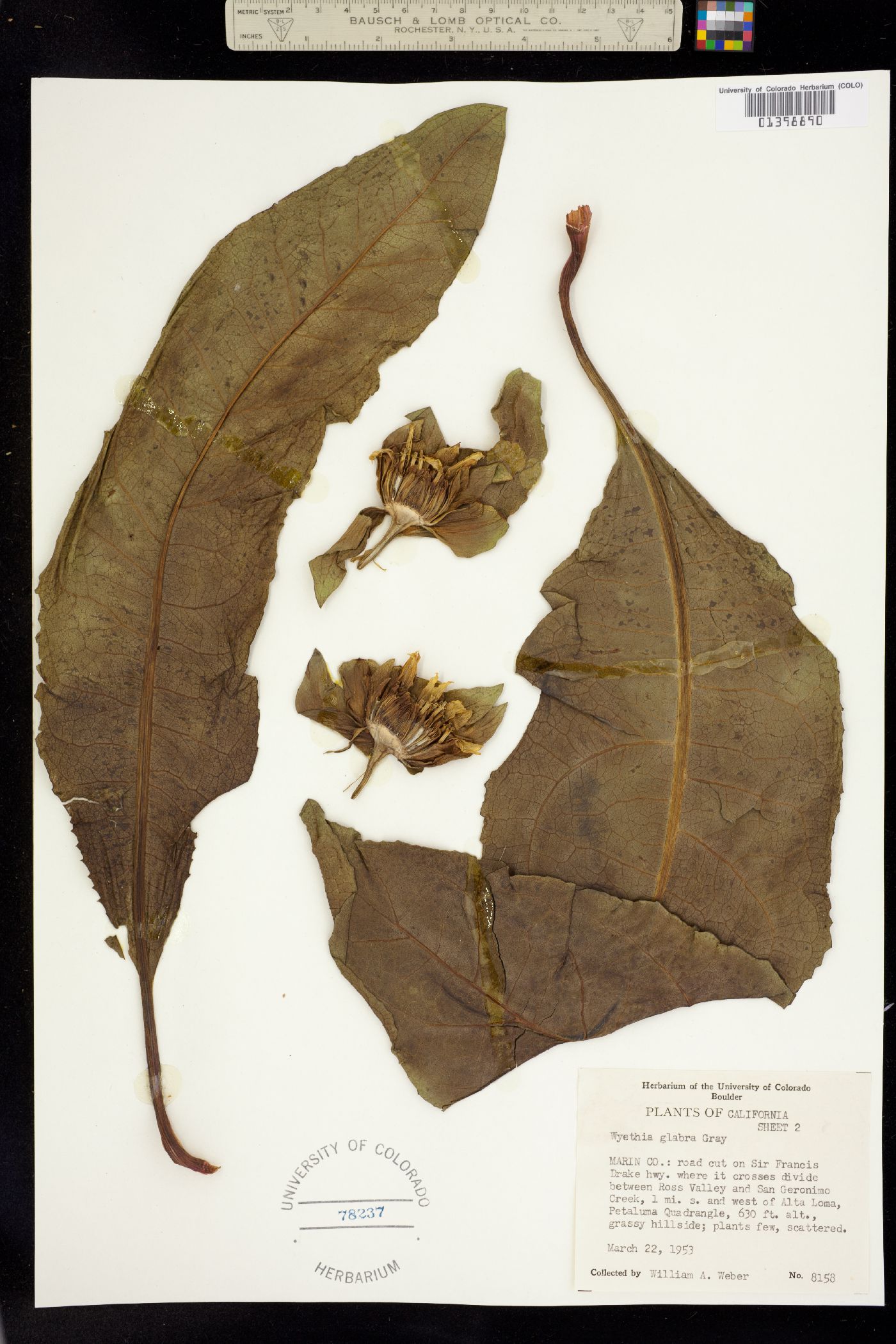Wyethia glabra image