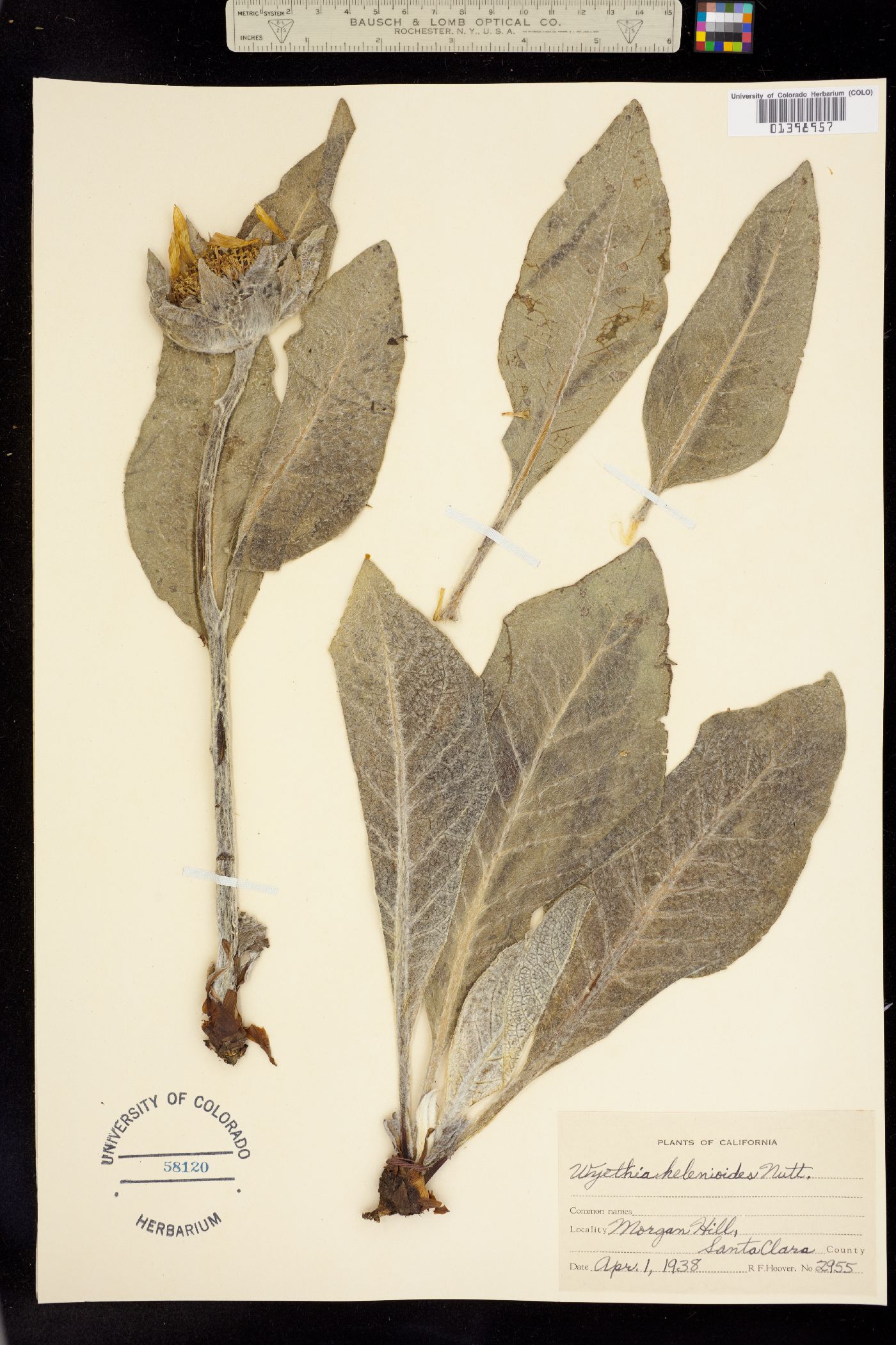 Wyethia helenioides image