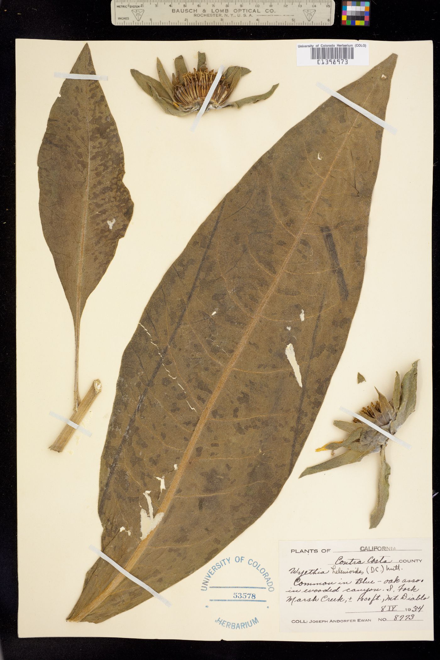 Wyethia helenioides image