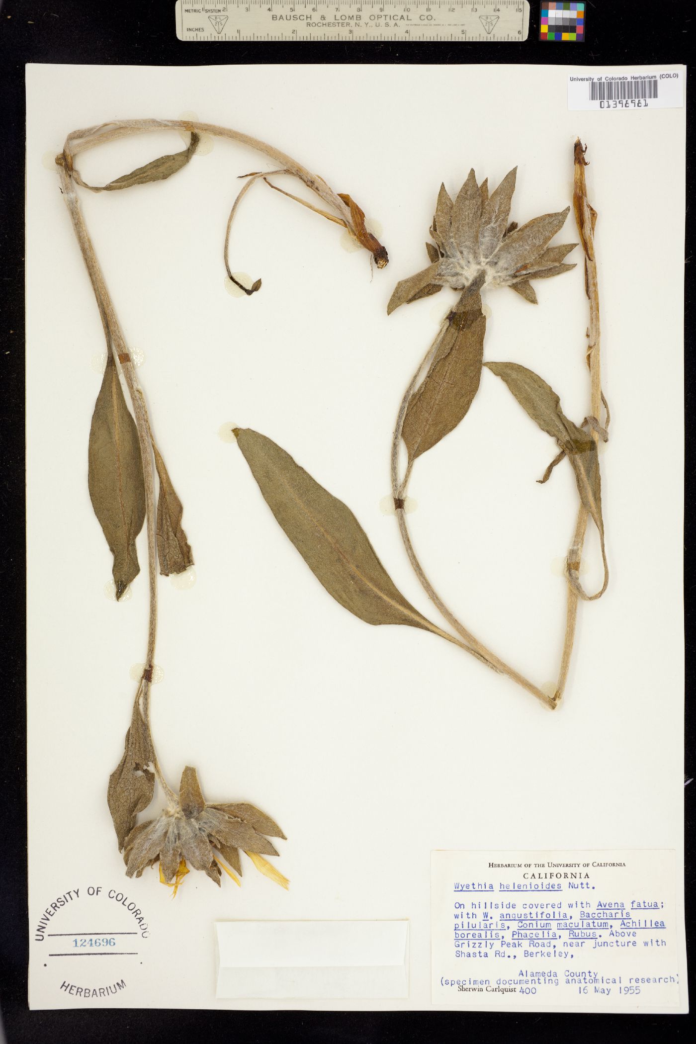 Wyethia helenioides image