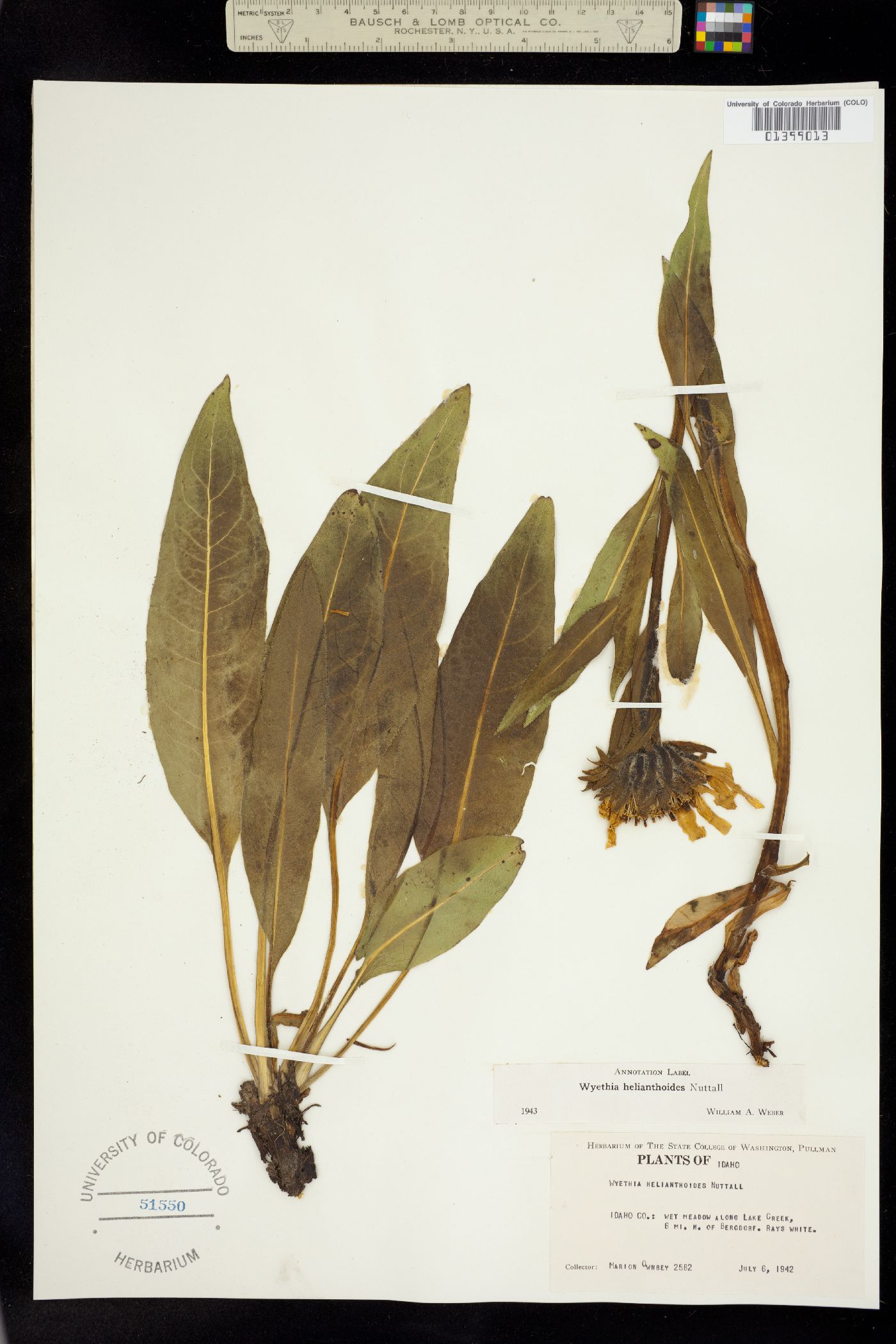 Wyethia helianthoides image
