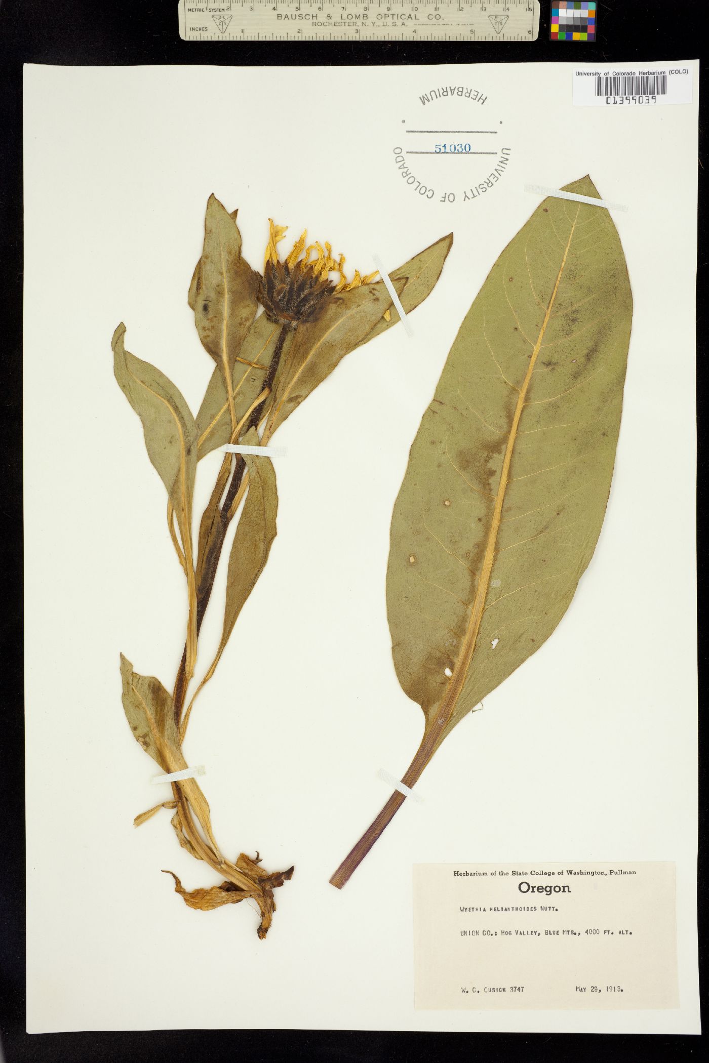Wyethia helianthoides image