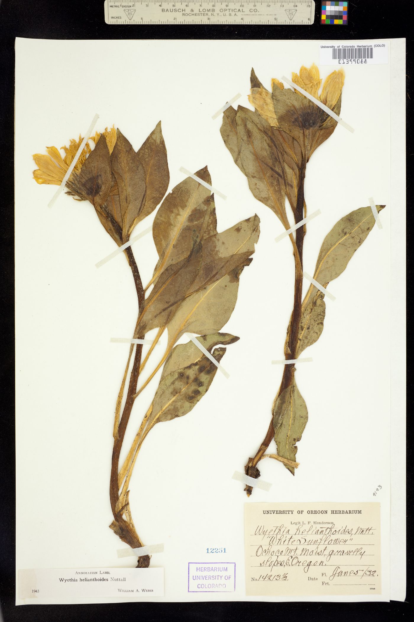 Wyethia helianthoides image
