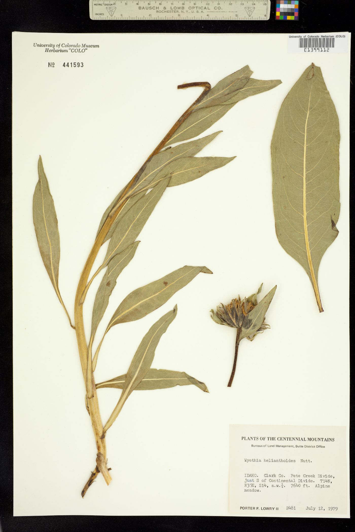 Wyethia helianthoides image