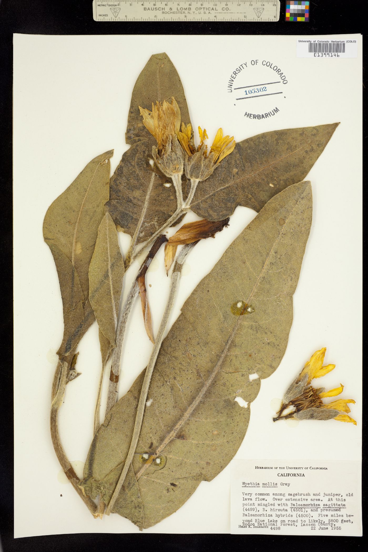 Wyethia mollis image