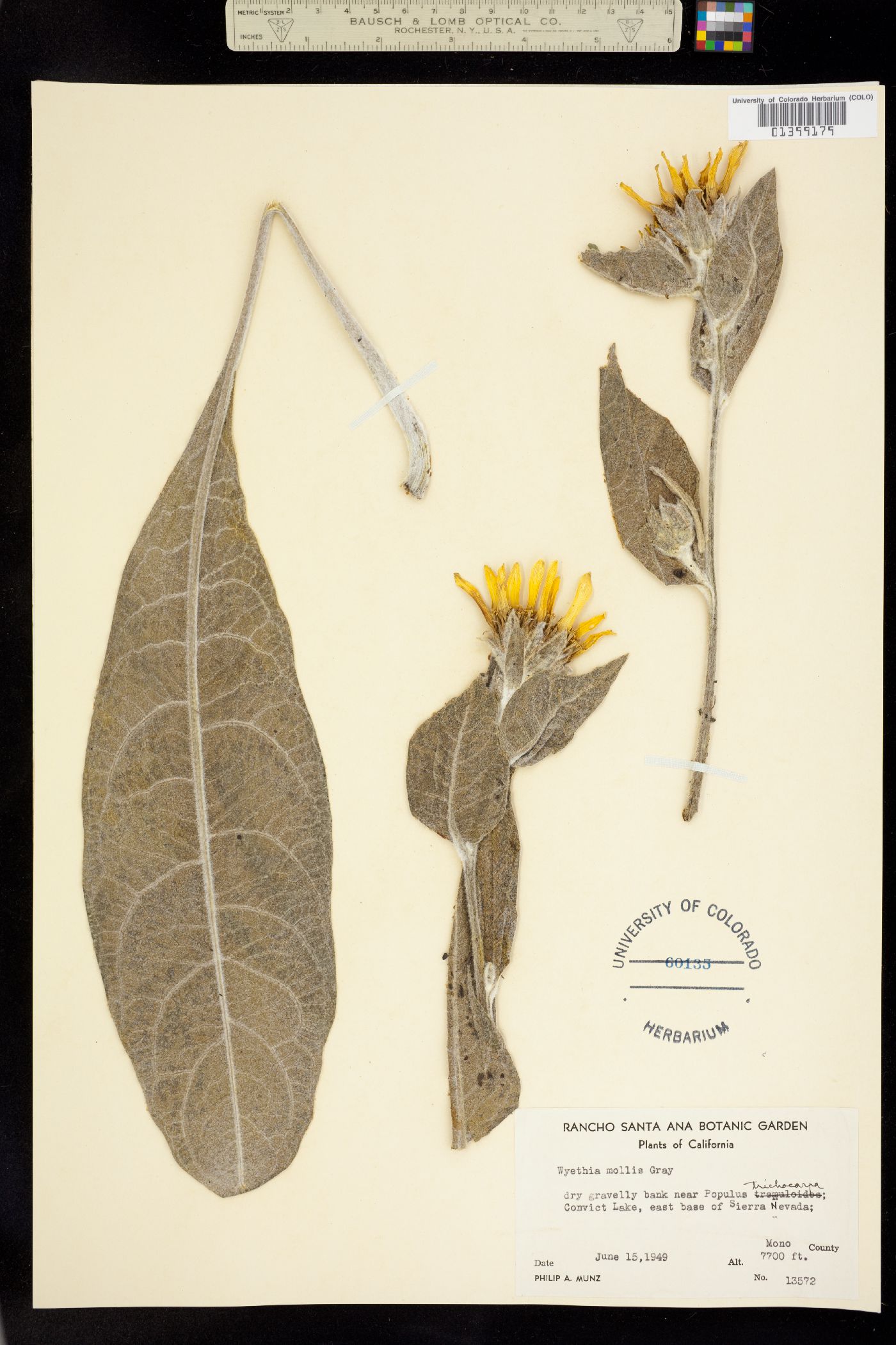 Wyethia mollis image