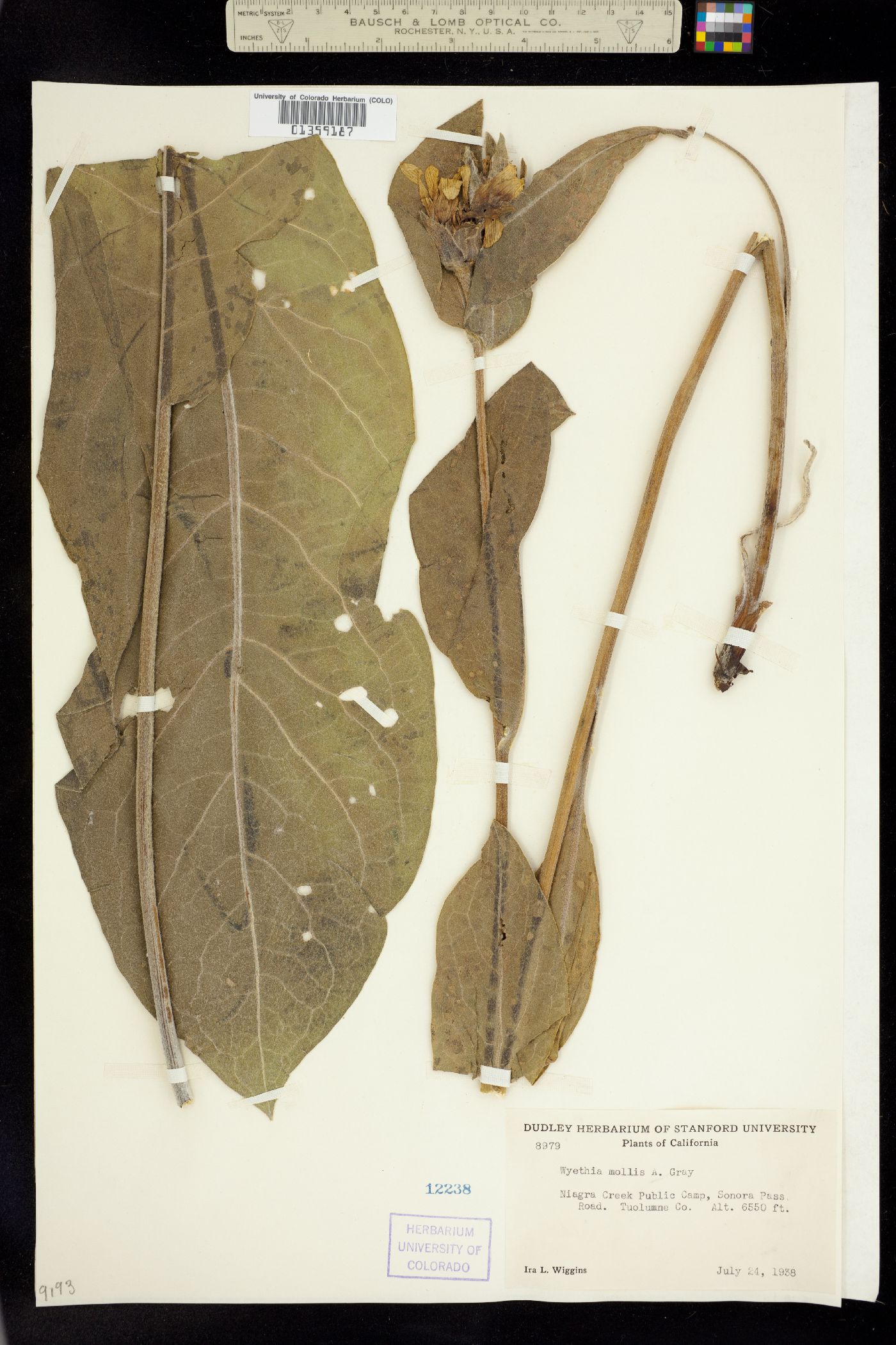 Wyethia mollis image