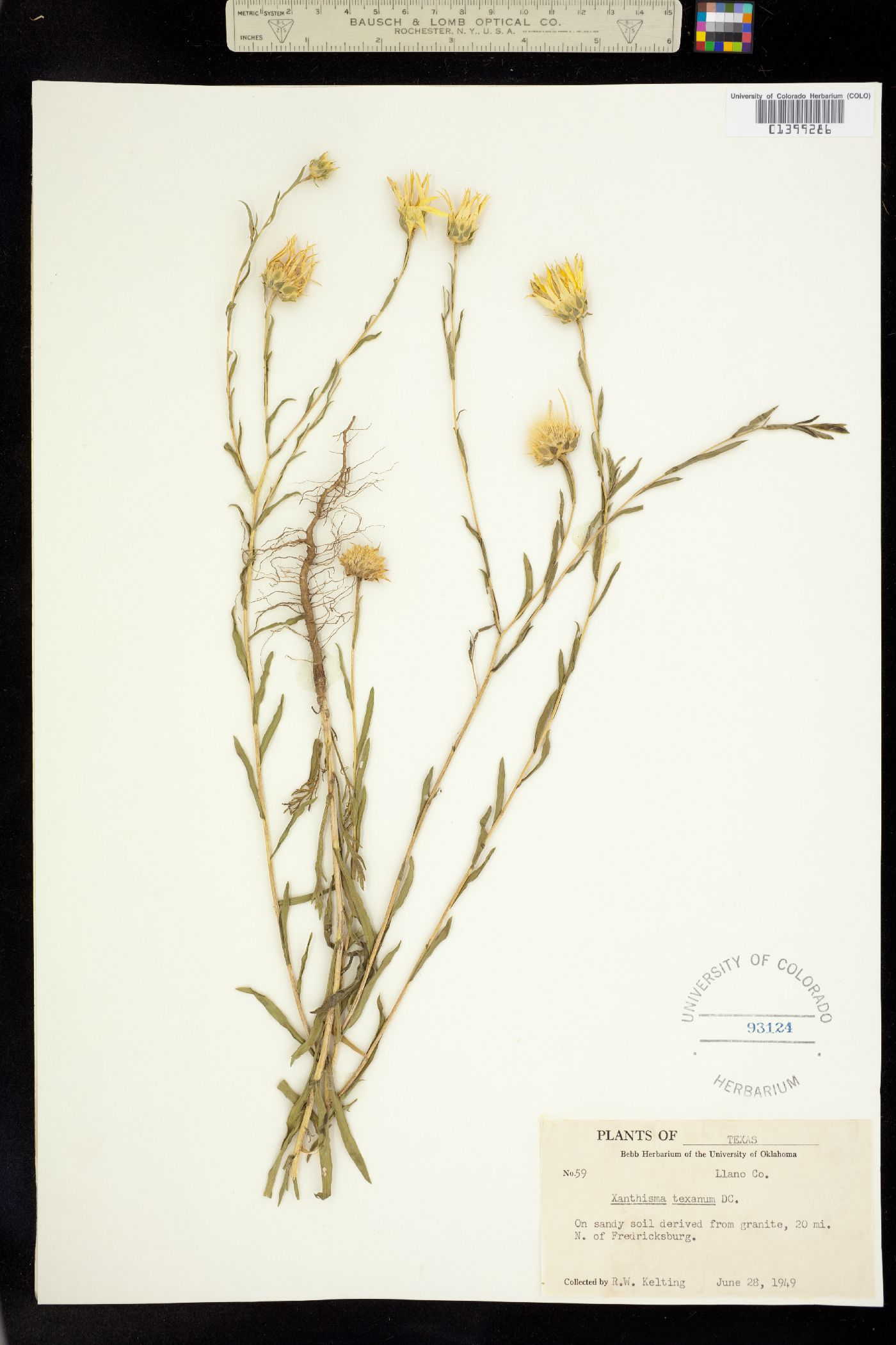 Xanthisma texanum image