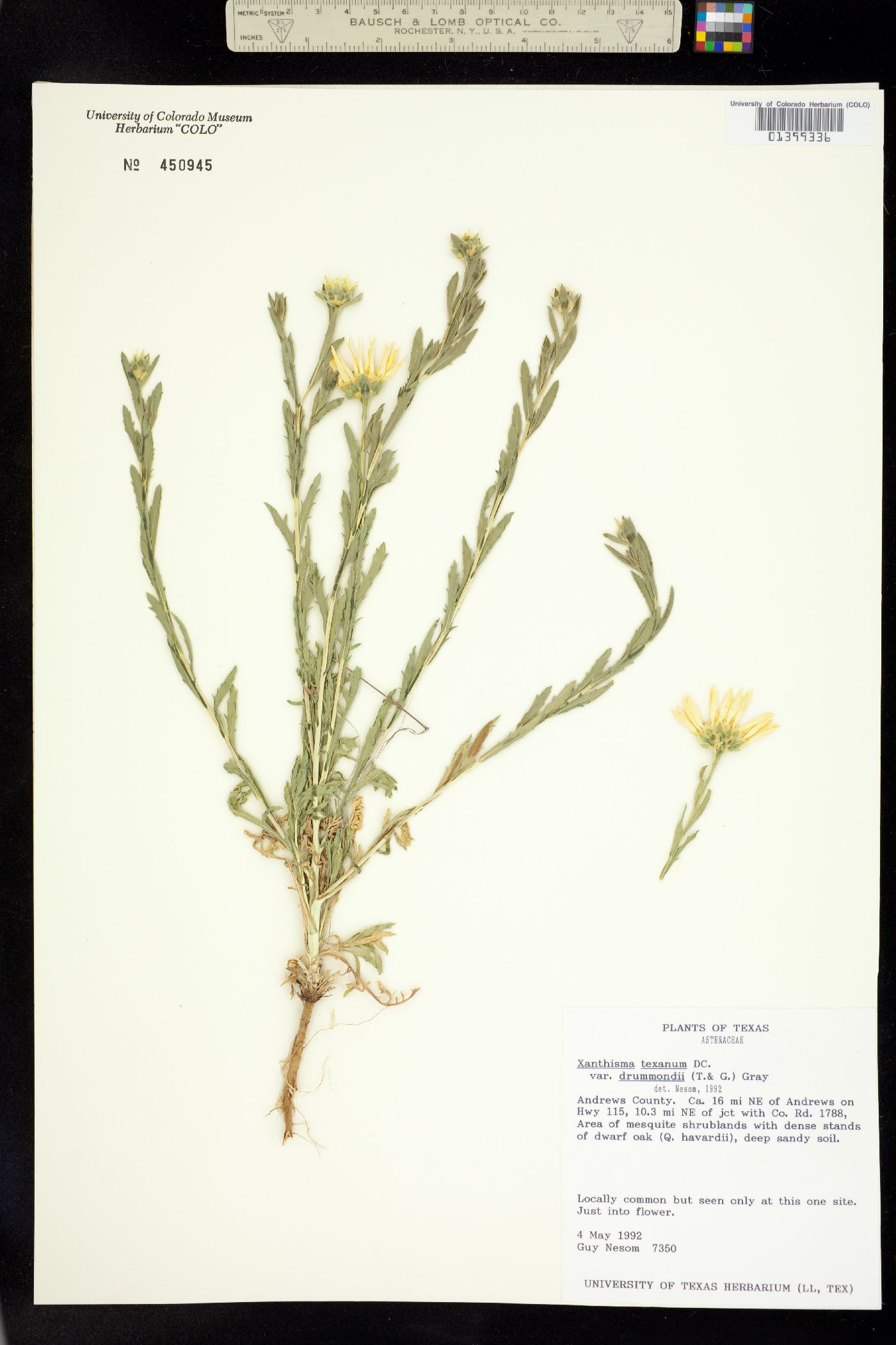 Xanthisma texanum image