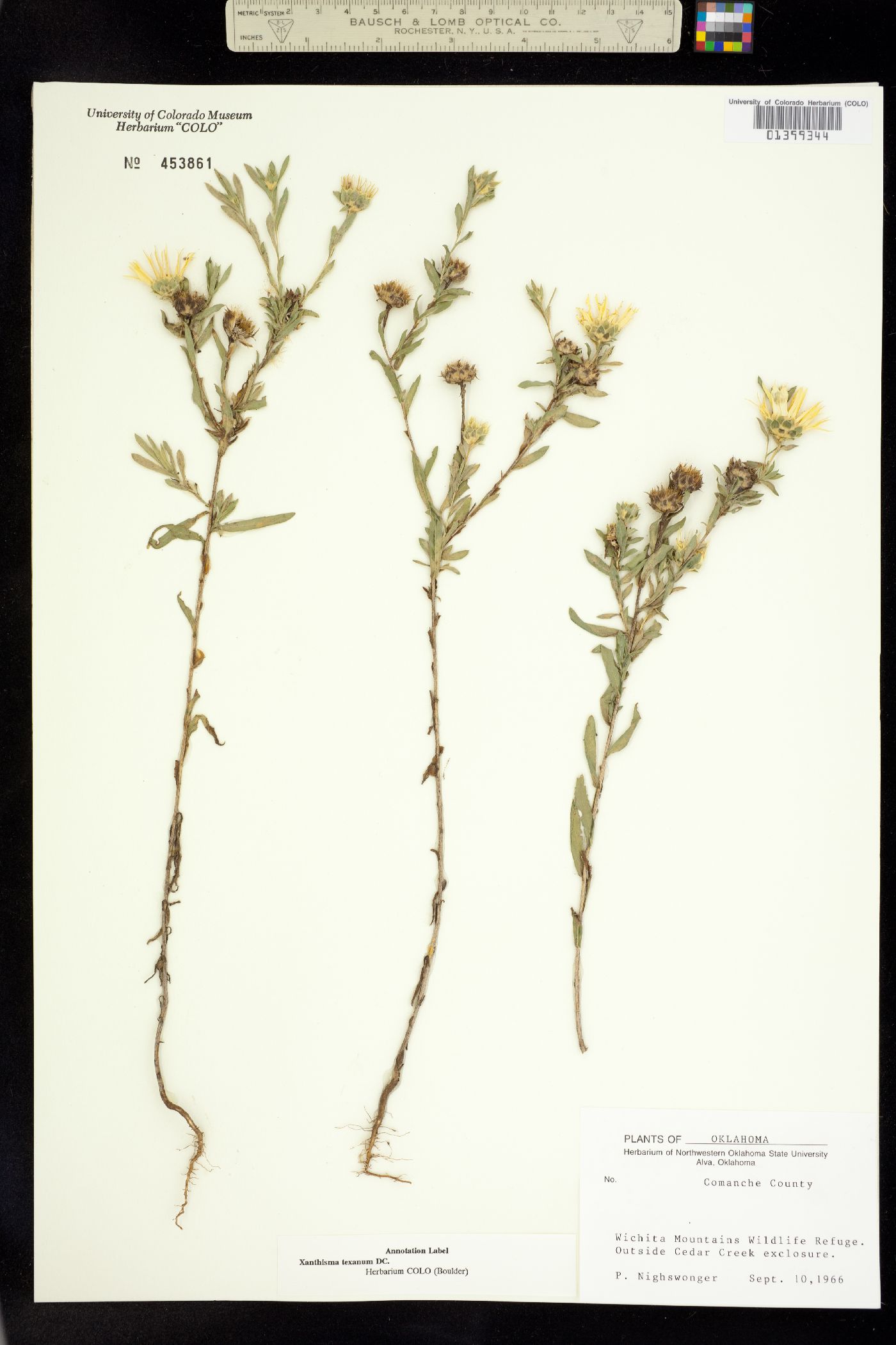 Xanthisma texanum image