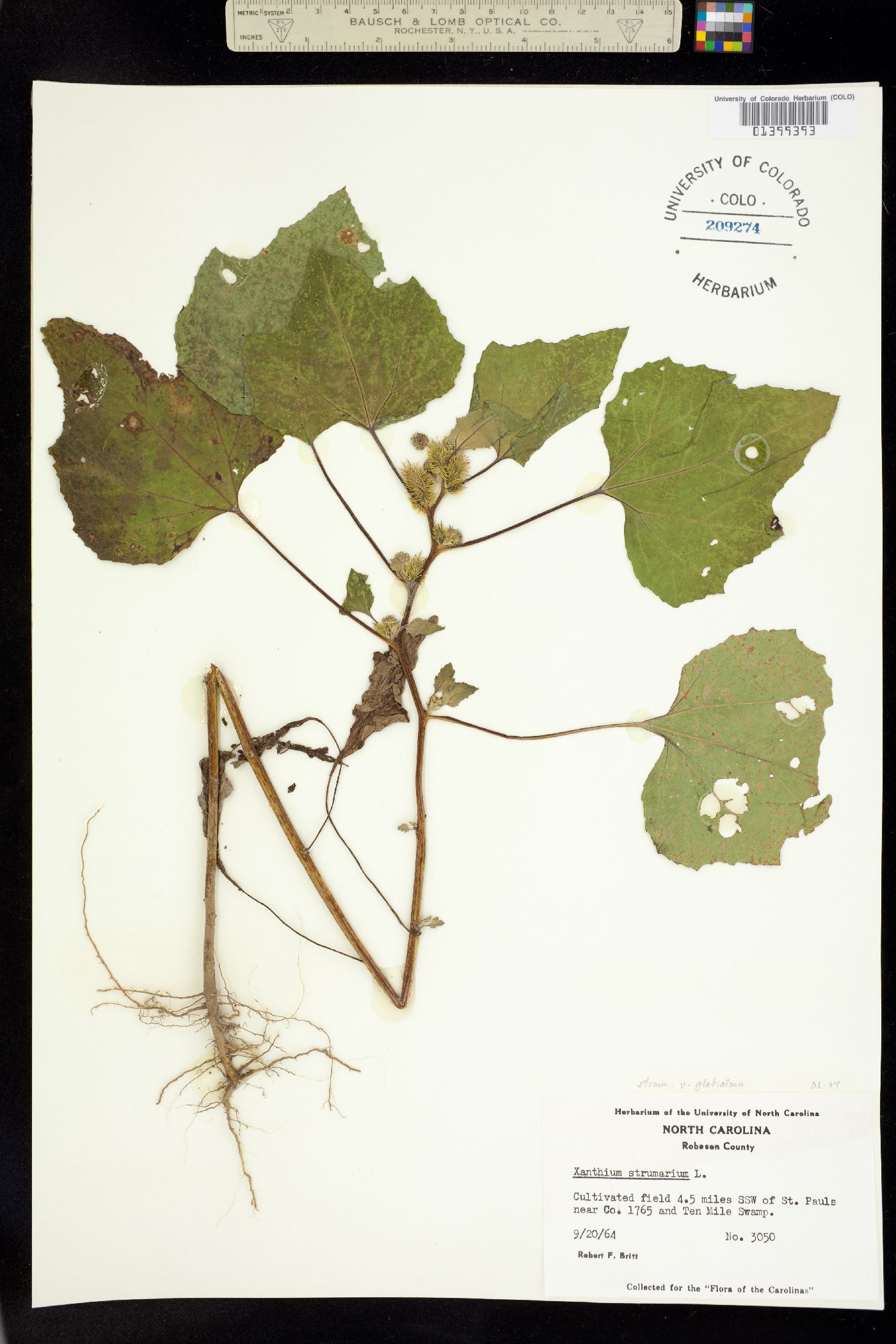 Xanthium image