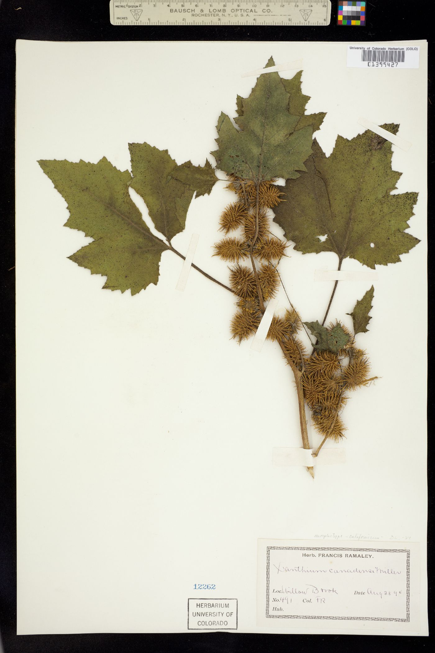 Xanthium strumarium image