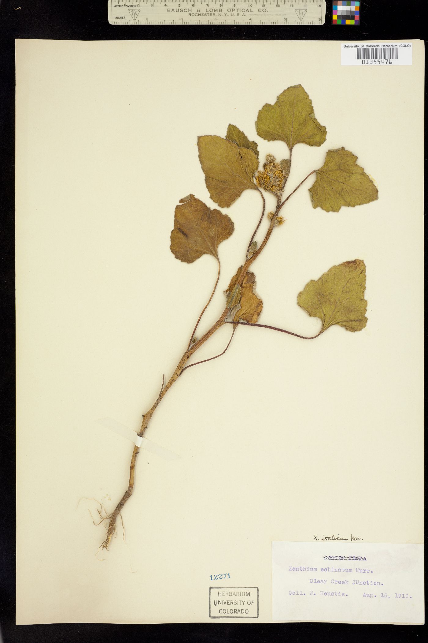 Xanthium strumarium image