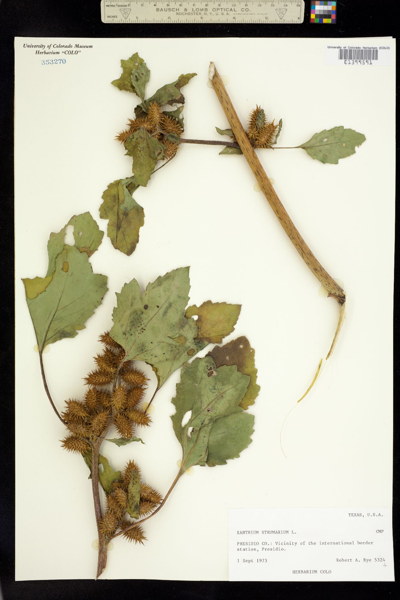 Xanthium strumarium image