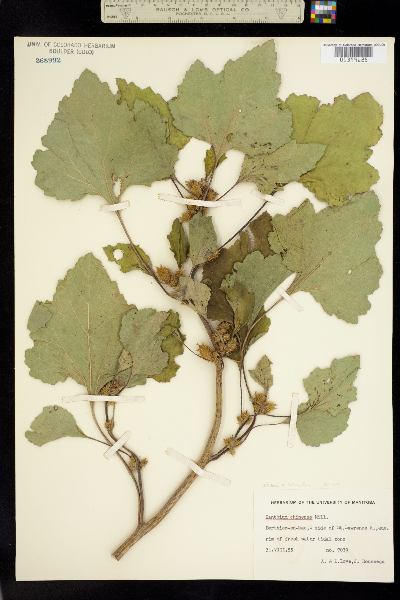 Xanthium strumarium image