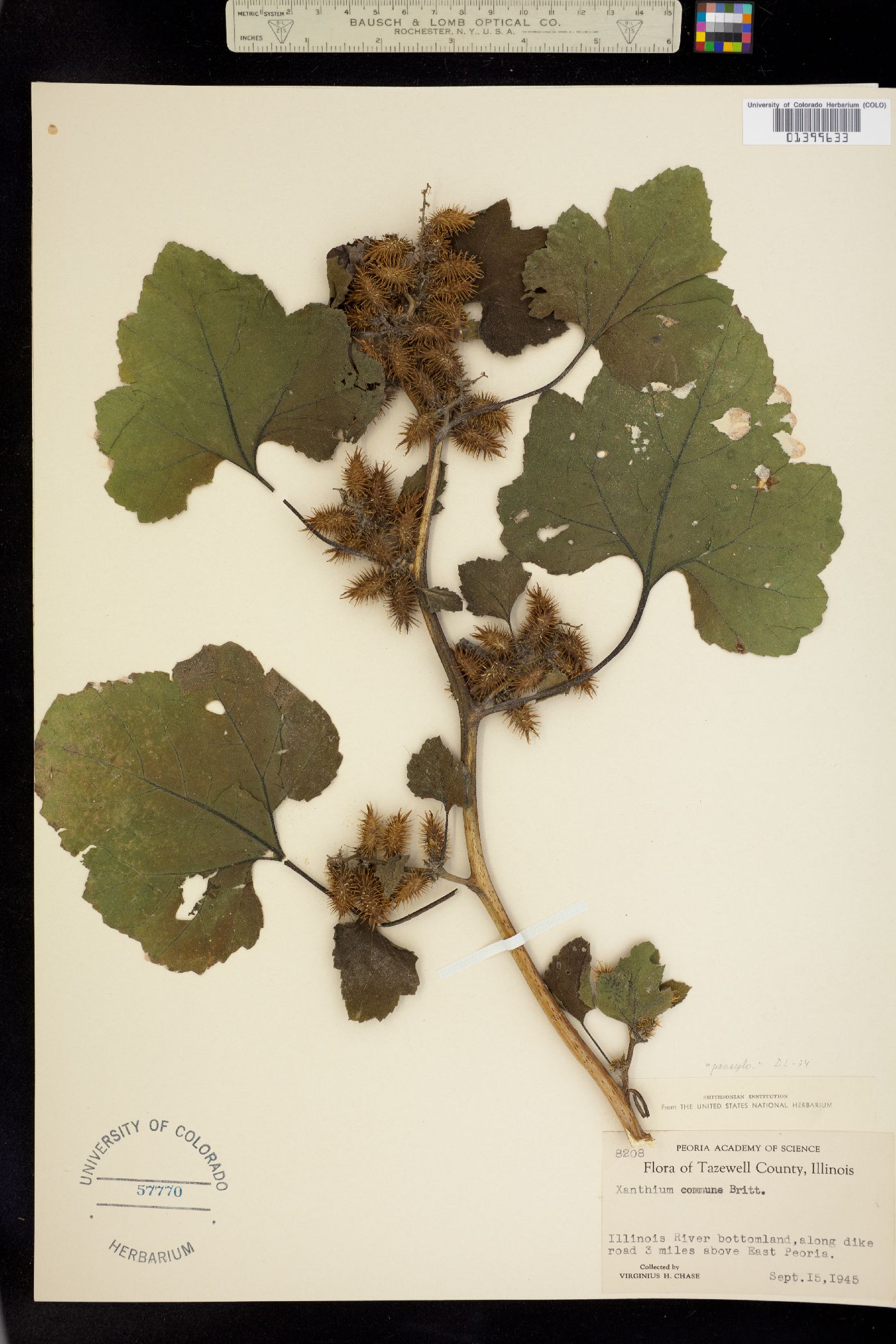 Xanthium strumarium image