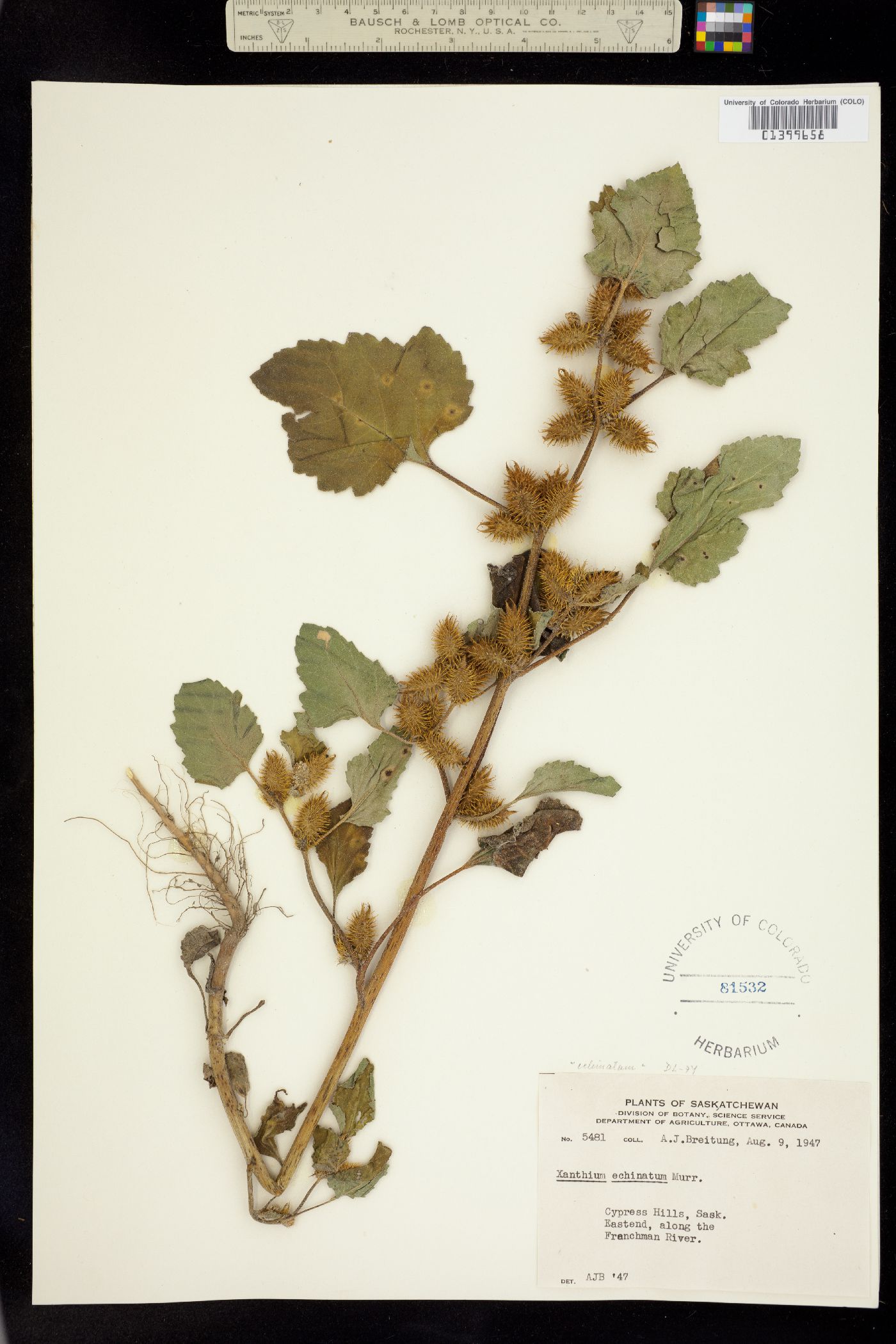 Xanthium strumarium image