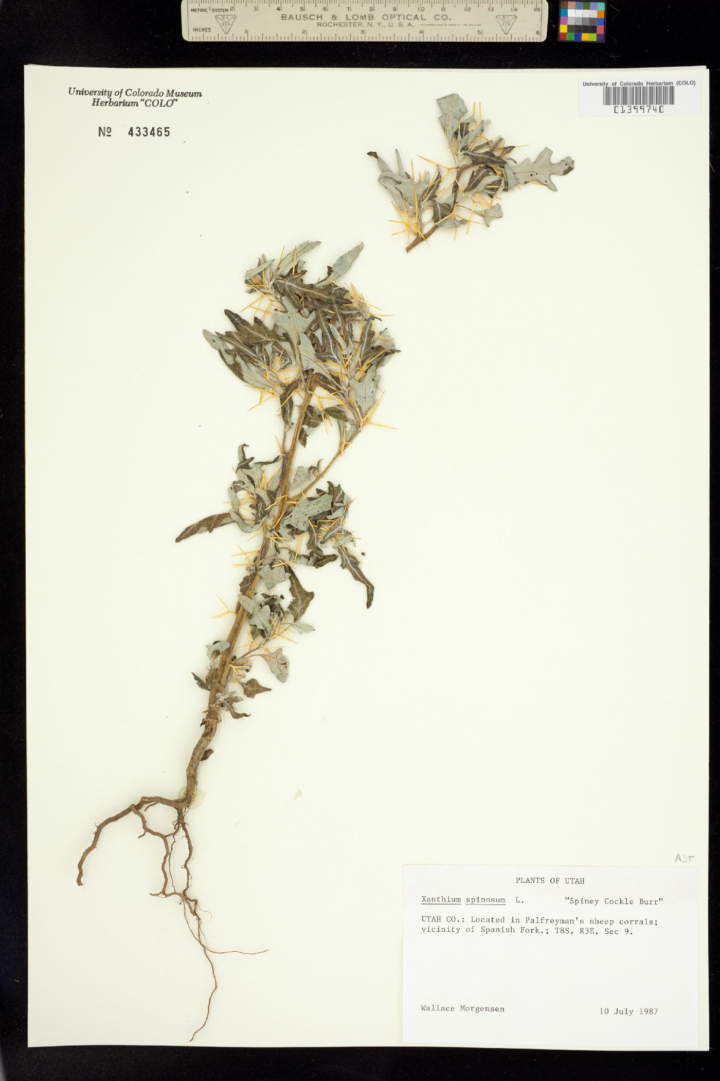Xanthium spinosum image