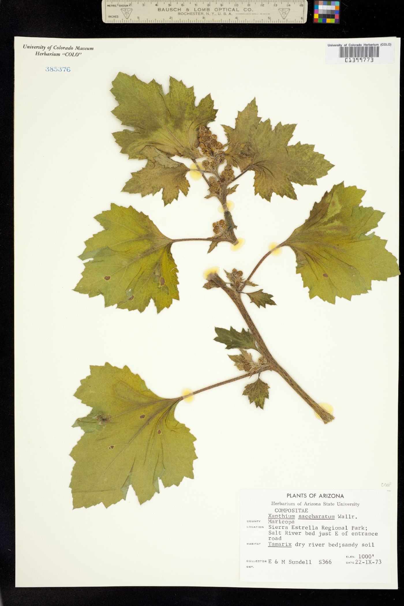 Xanthium strumarium image