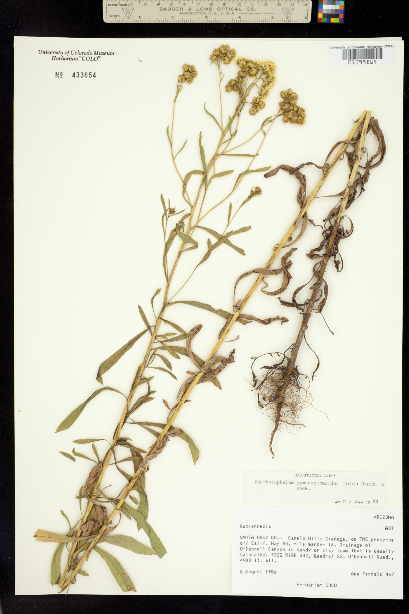 Xanthocephalum gymnospermoides image