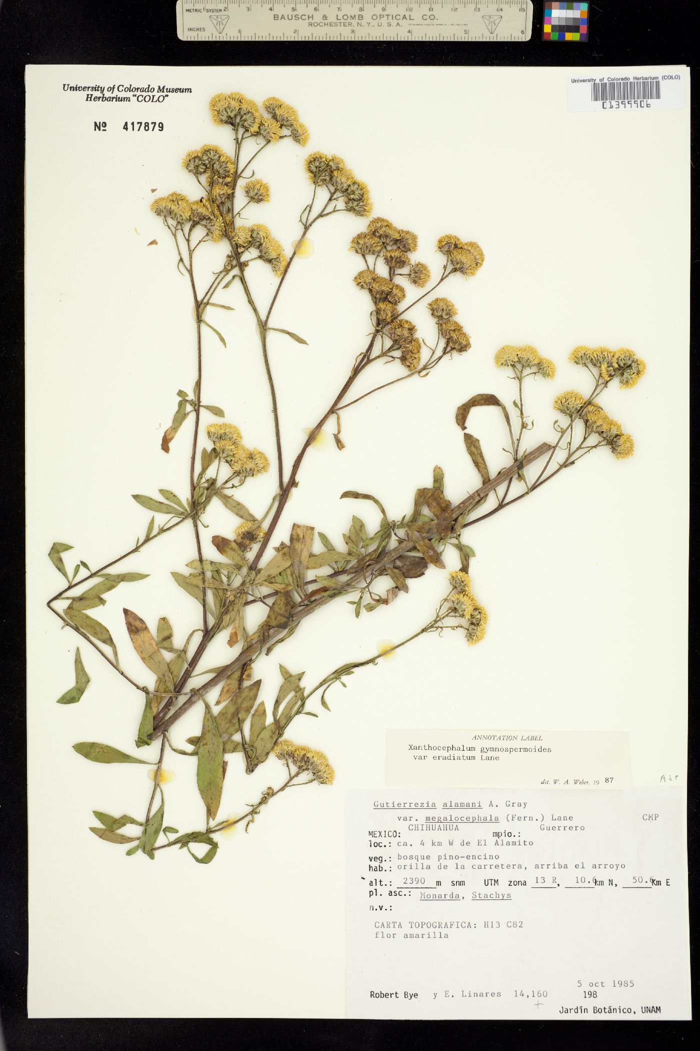 Xanthocephalum gymnospermoides image