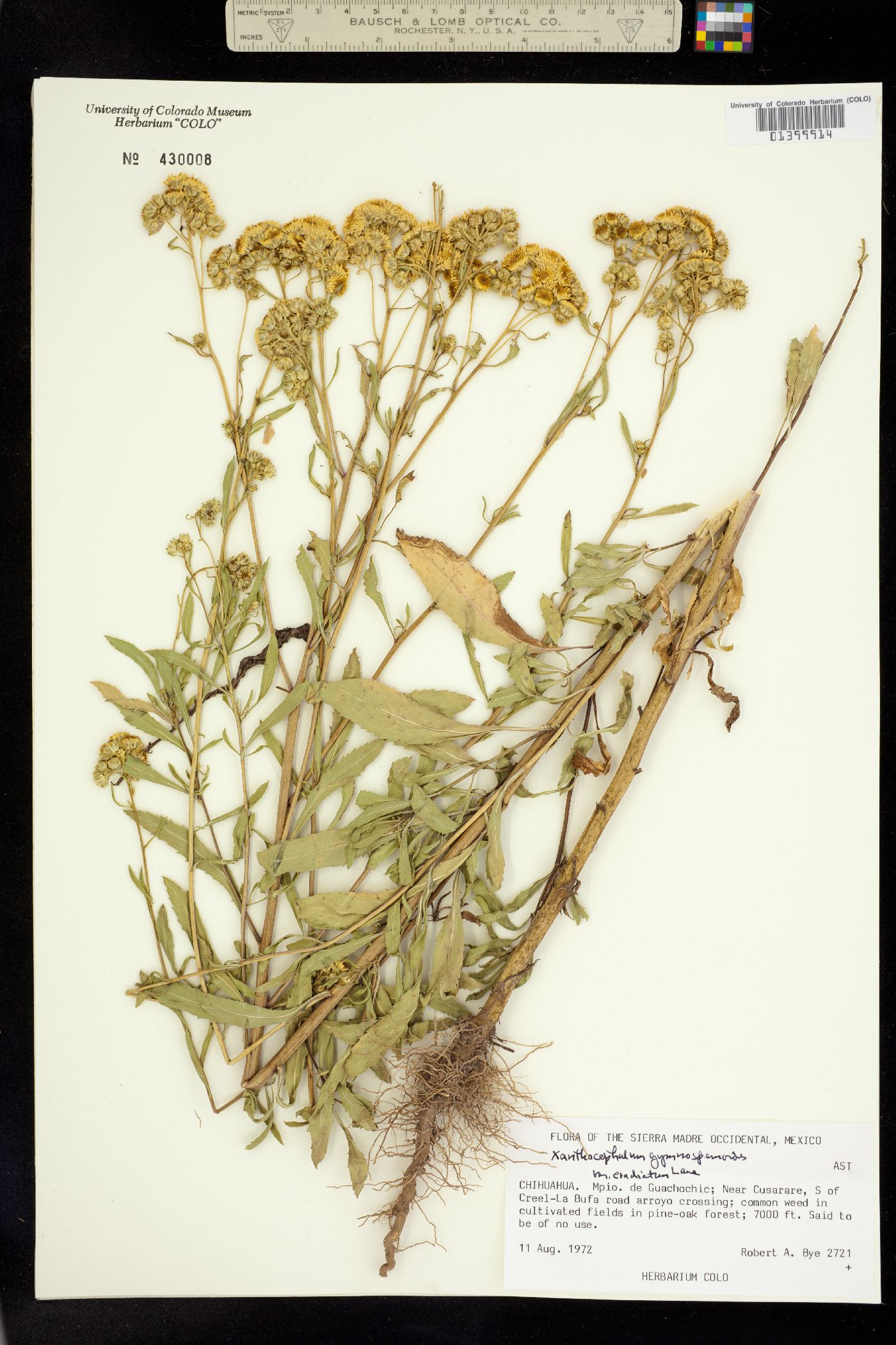 Xanthocephalum gymnospermoides image