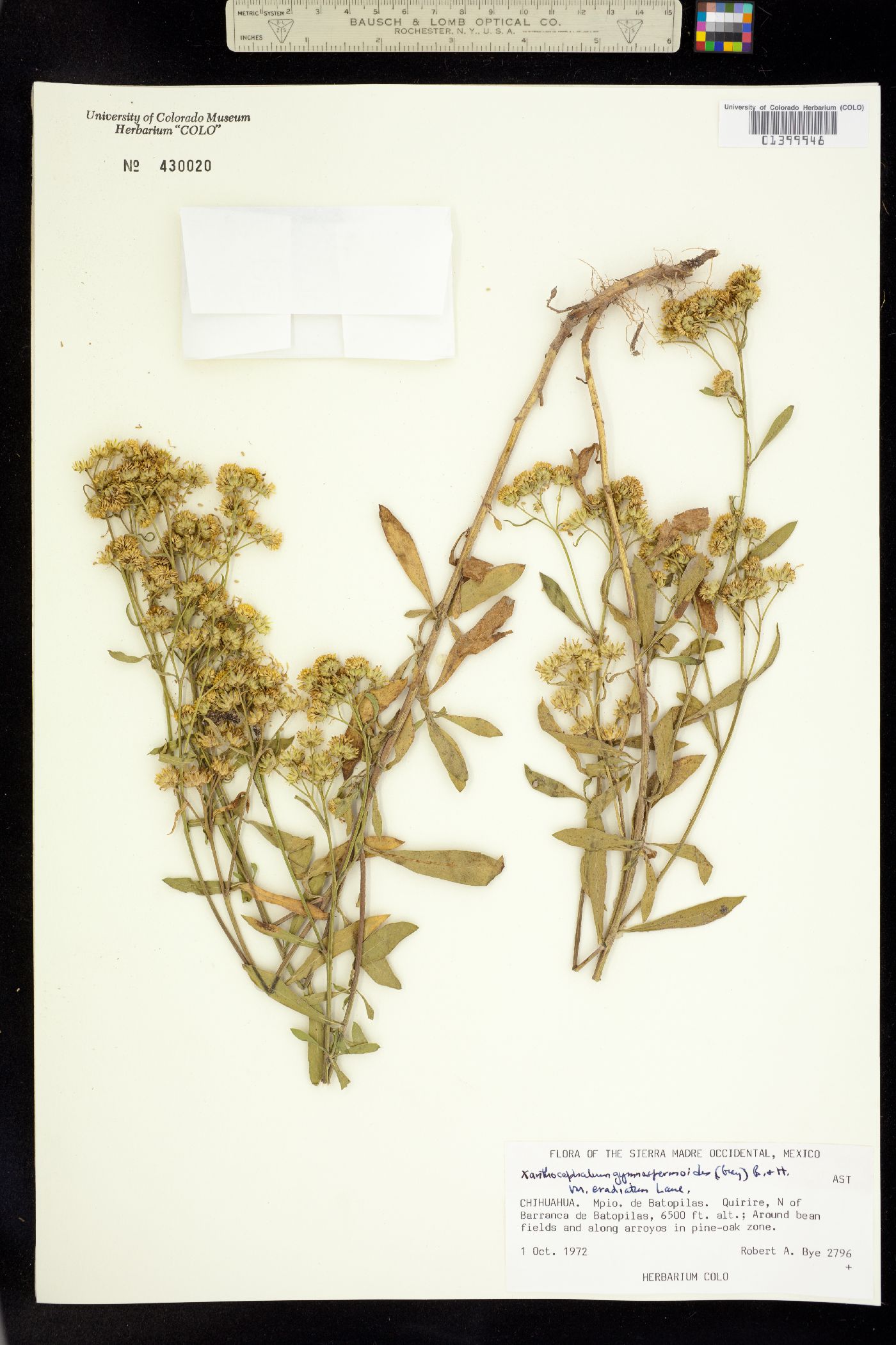 Xanthocephalum image