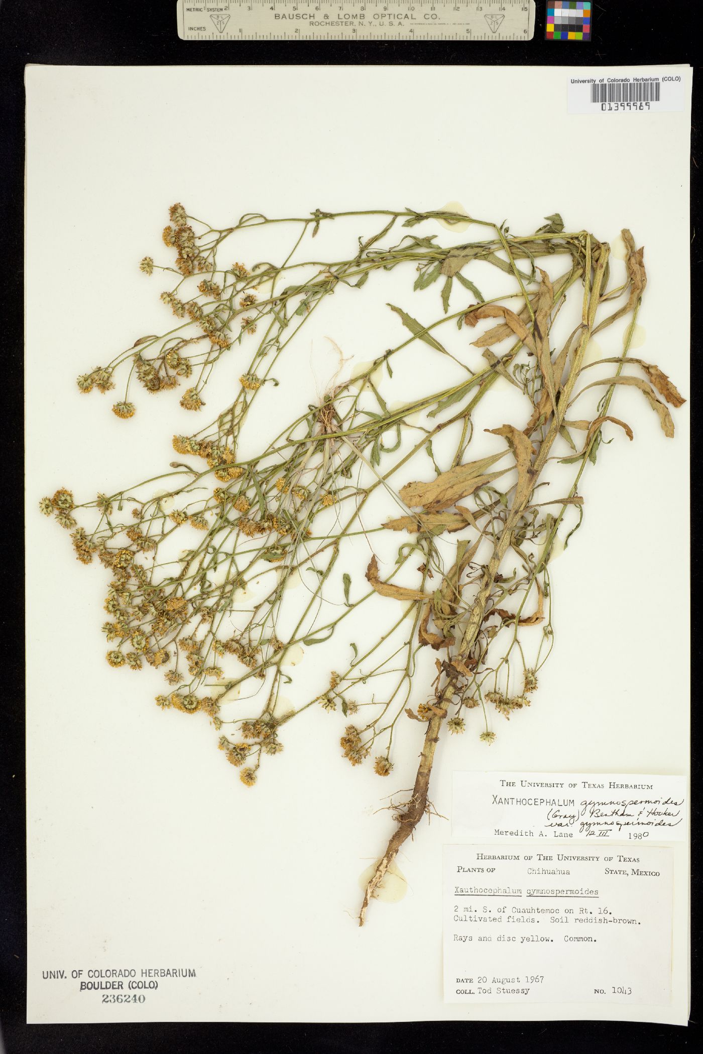 Xanthocephalum gymnospermoides image