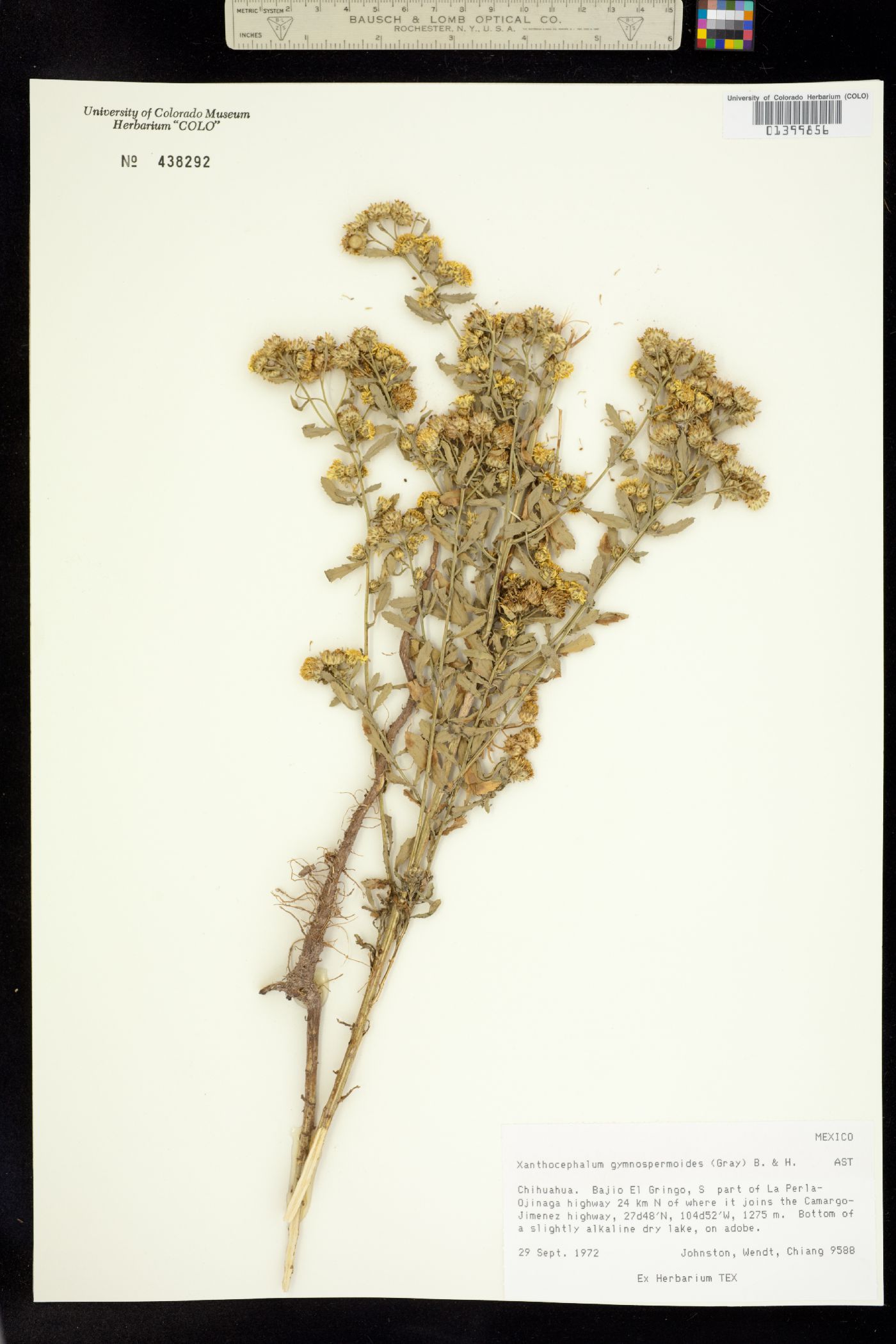 Xanthocephalum gymnospermoides image