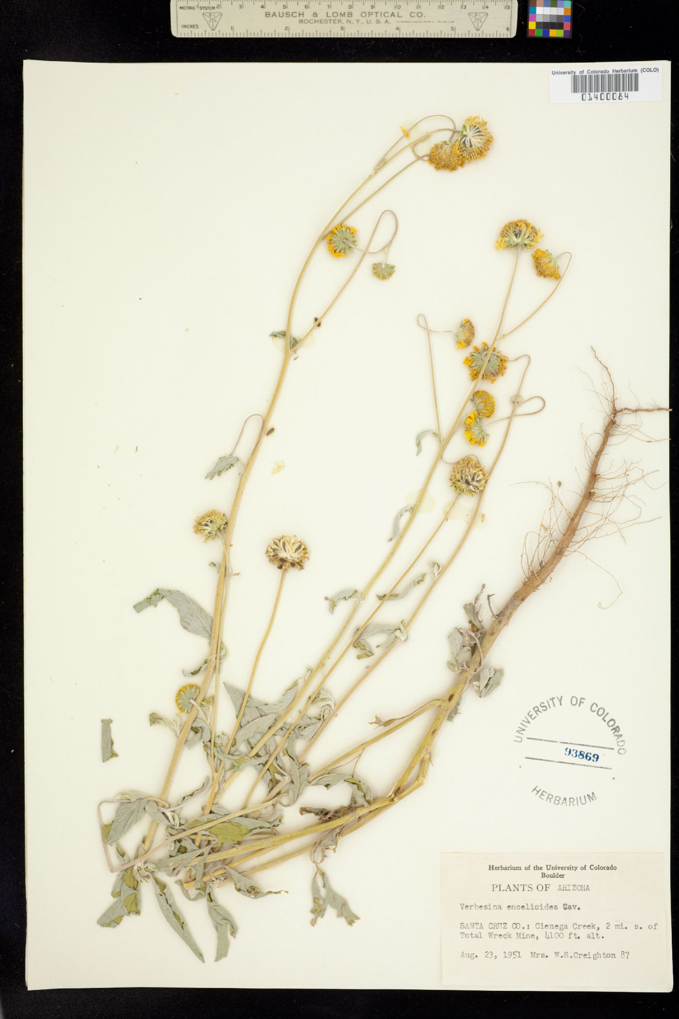 Verbesina encelioides subsp. encelioides image