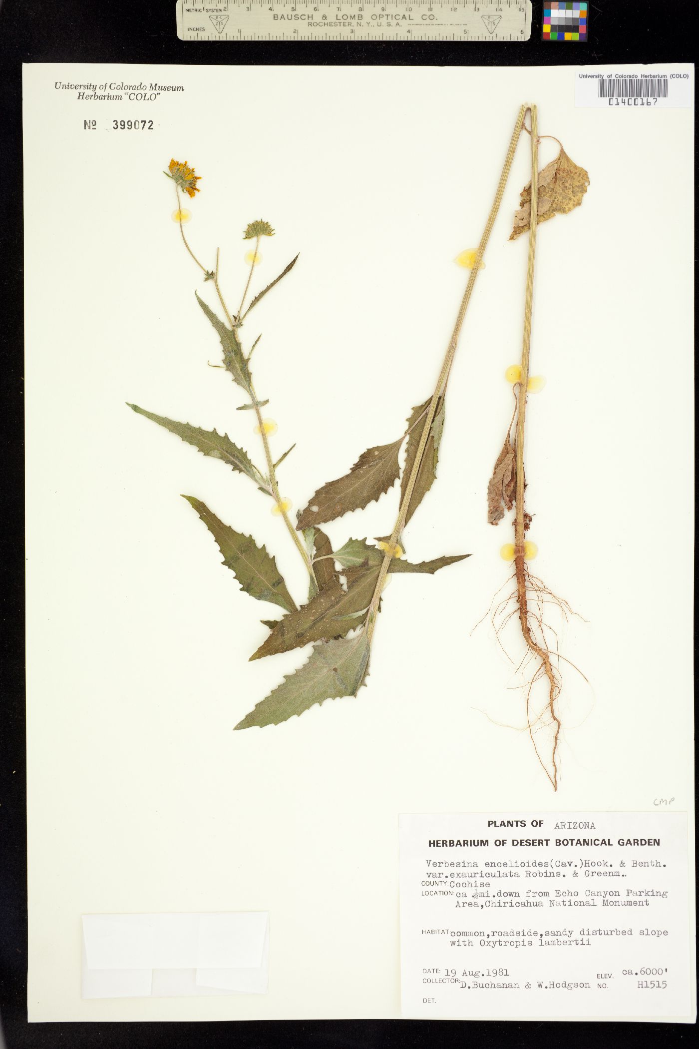 Verbesina encelioides subsp. encelioides image