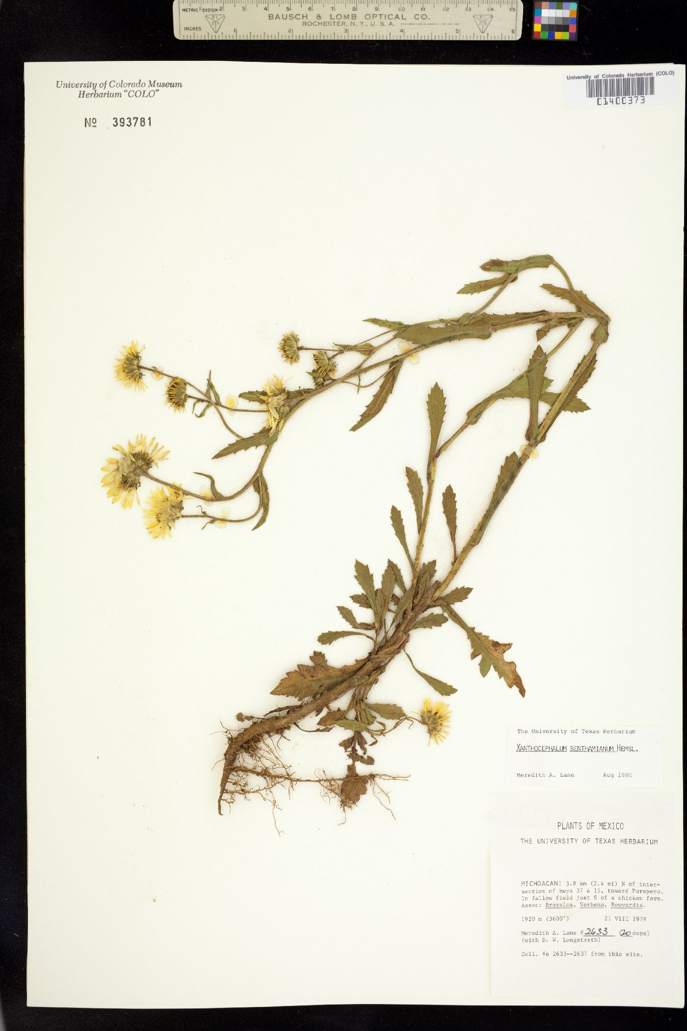 Xanthocephalum image