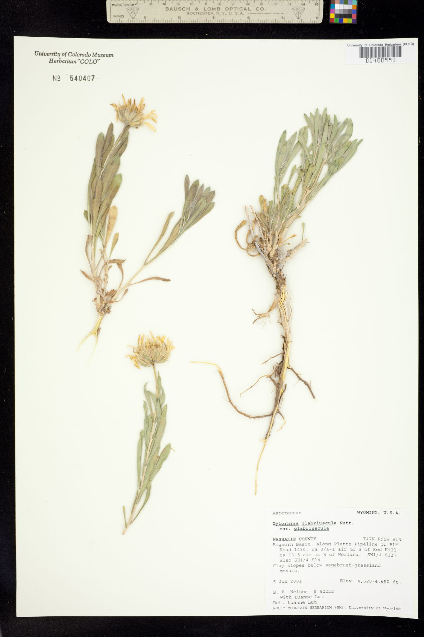 Xylorhiza glabriuscula image