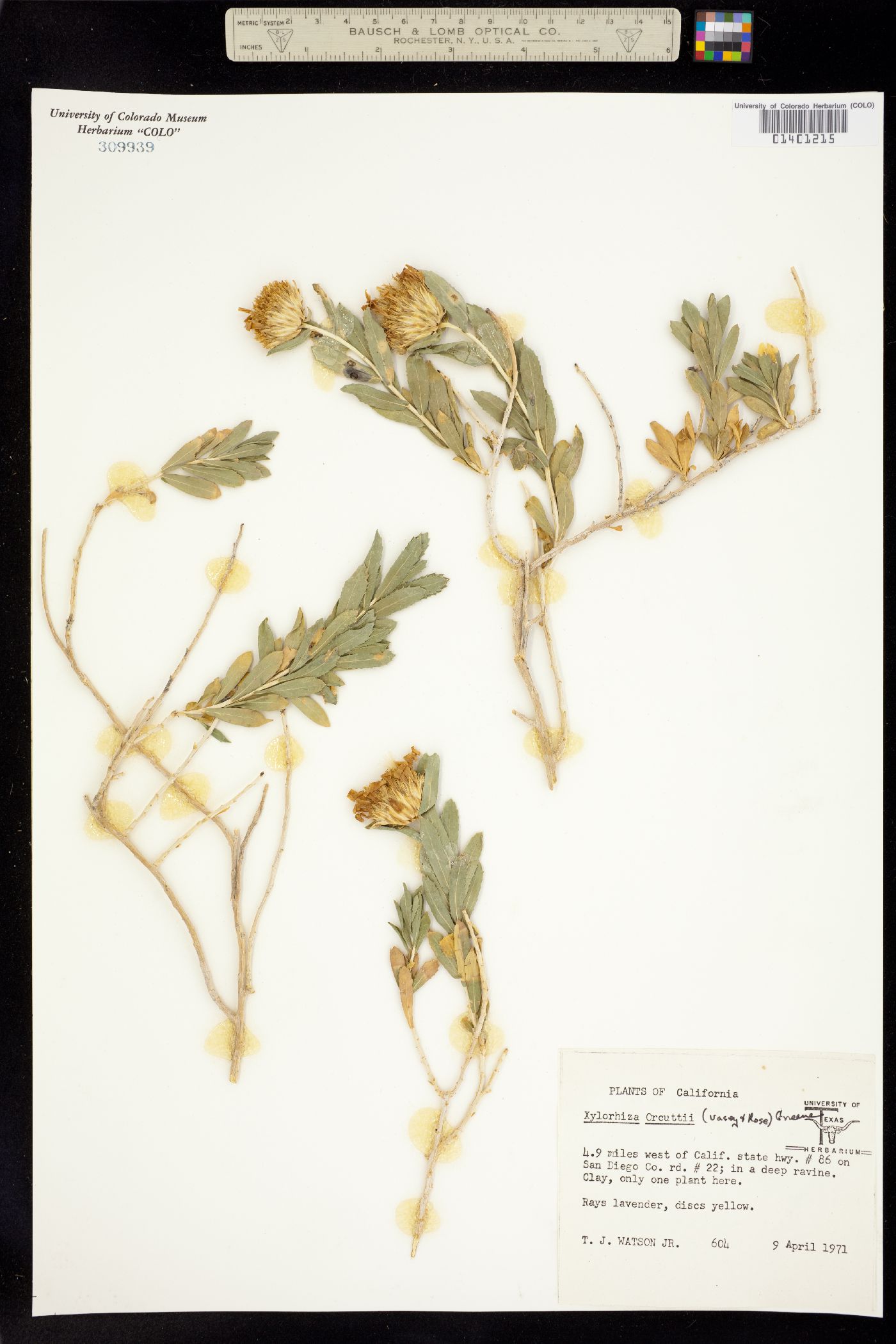 Xylorhiza orcuttii image