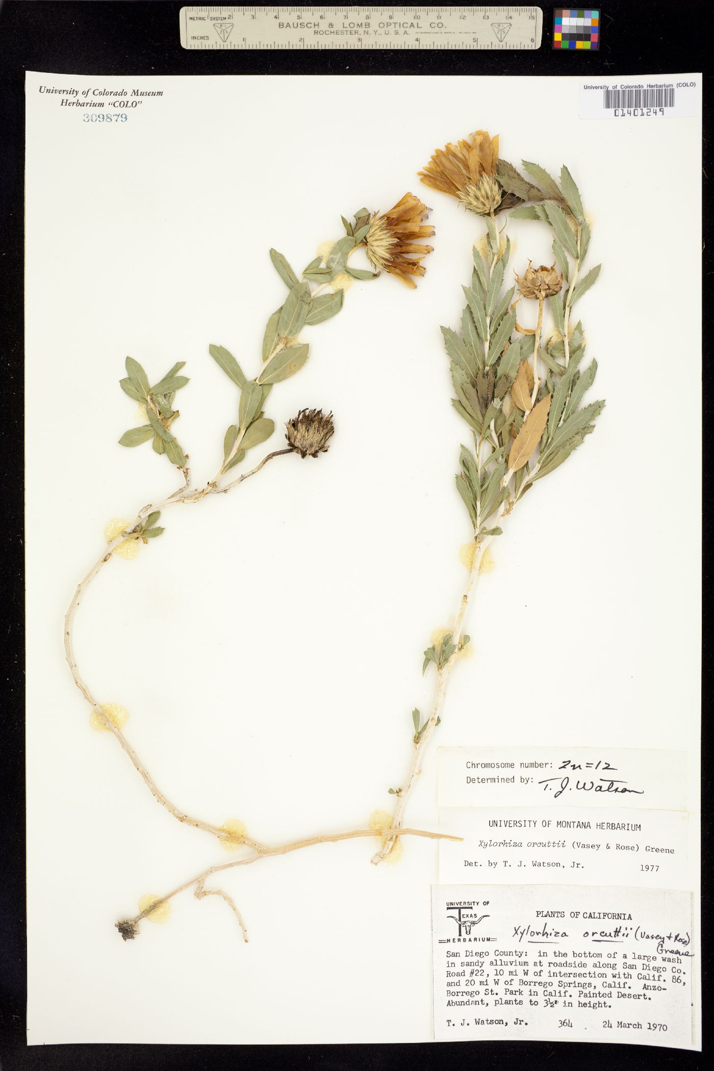 Xylorhiza orcuttii image