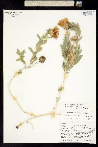 Image of Xylorhiza orcuttii